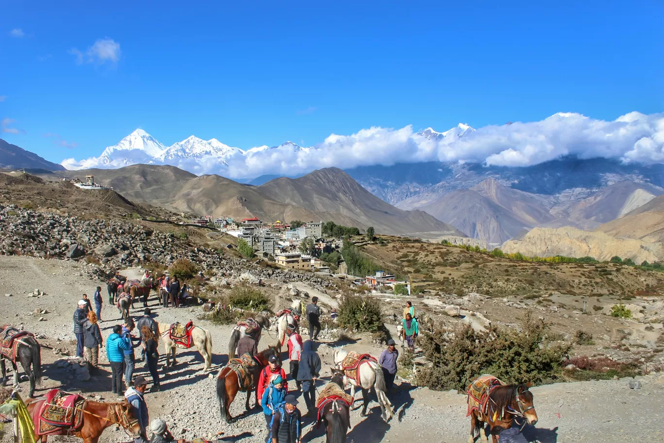 Photo of Mustang By Sunil Vishwakarma