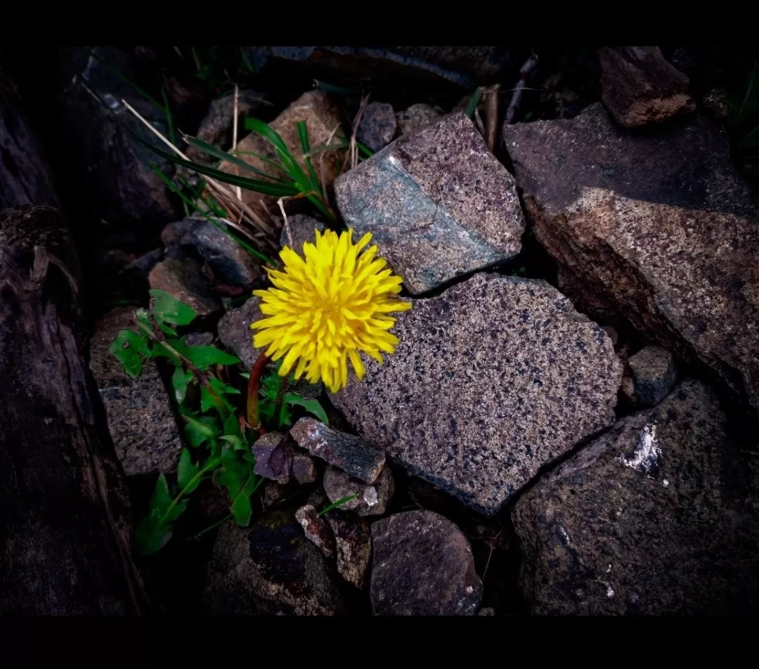 Photo of Manasbal By Suman Nain