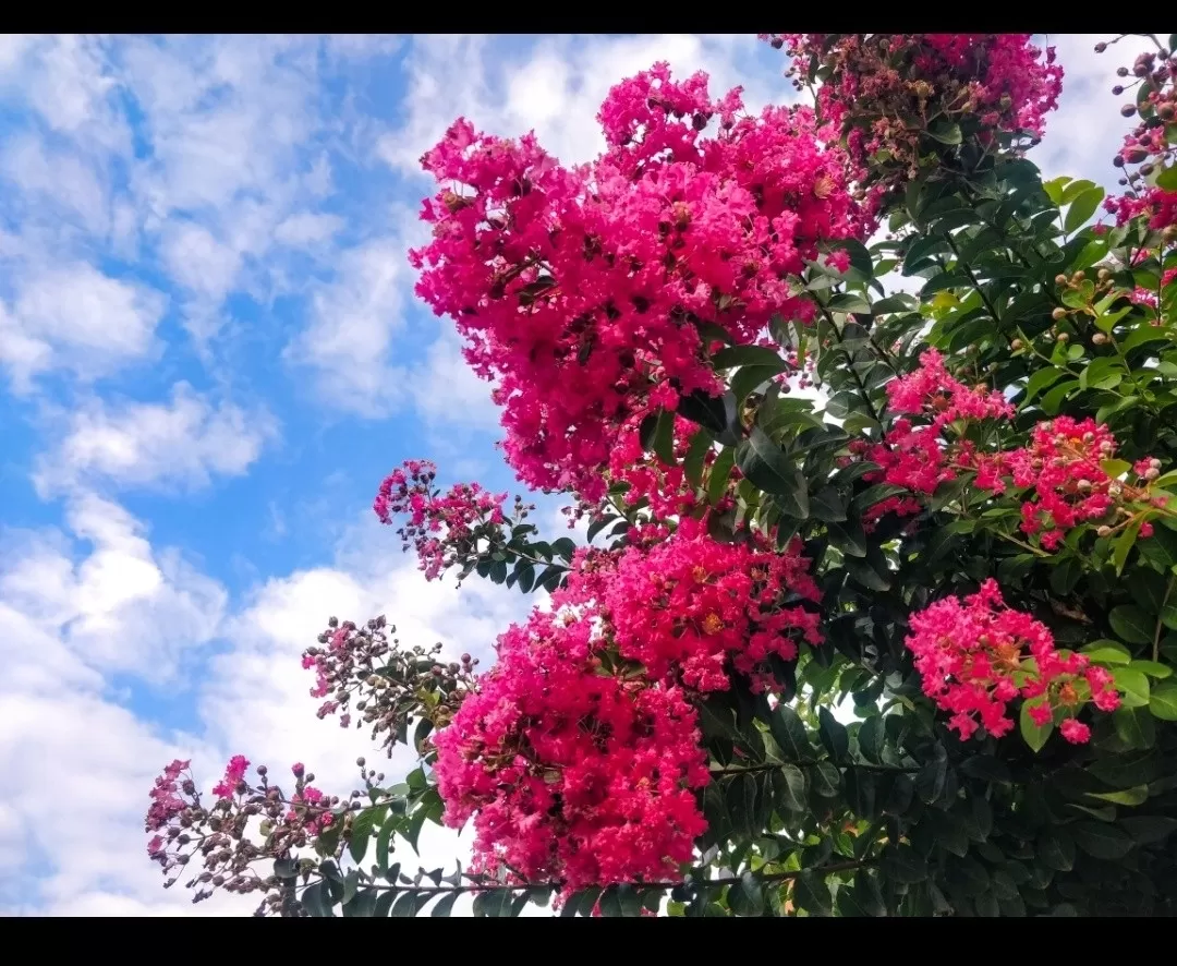 Photo of Manasbal By Suman Nain