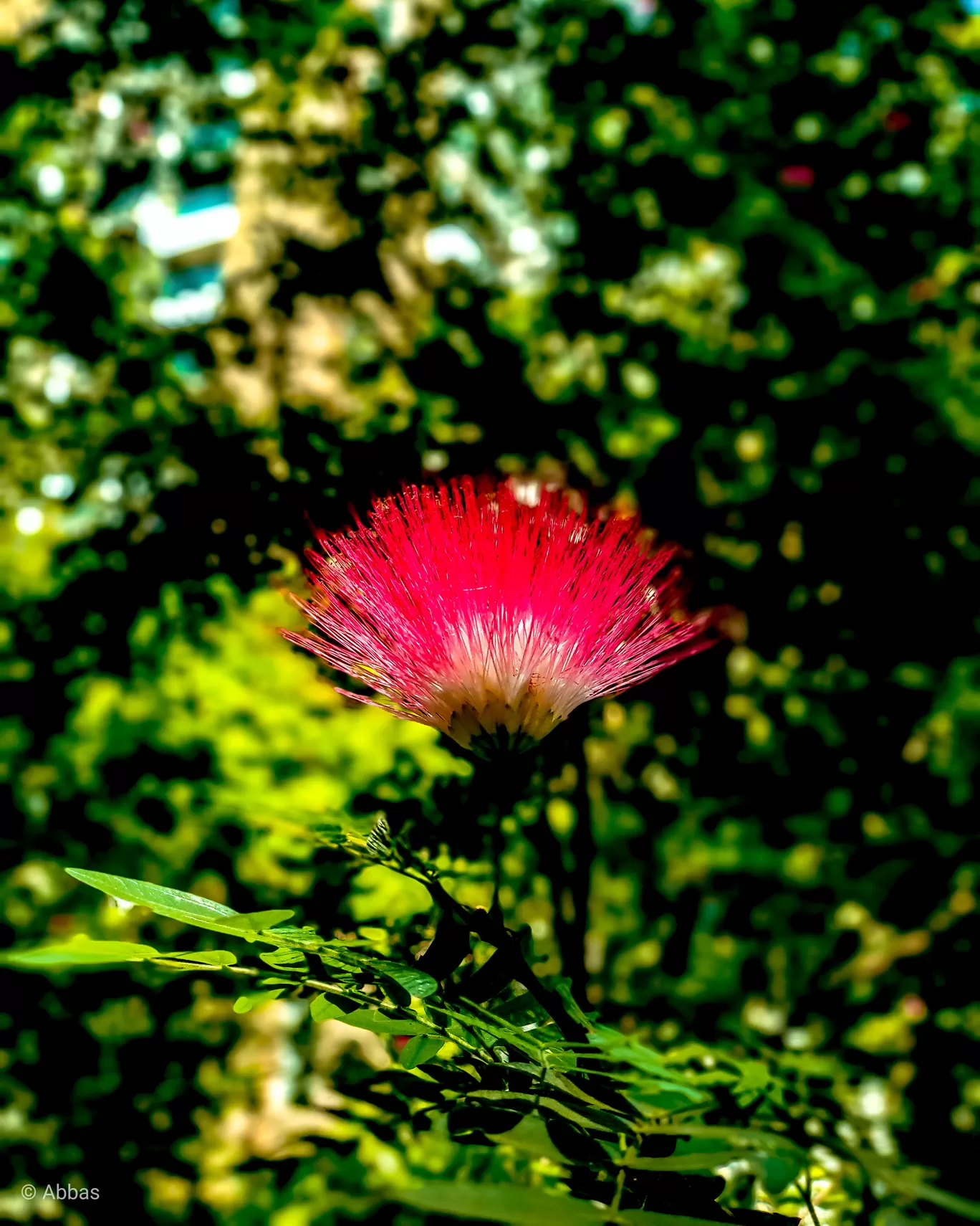 Photo of Sanjay Gandhi National Park By Abbas Leel