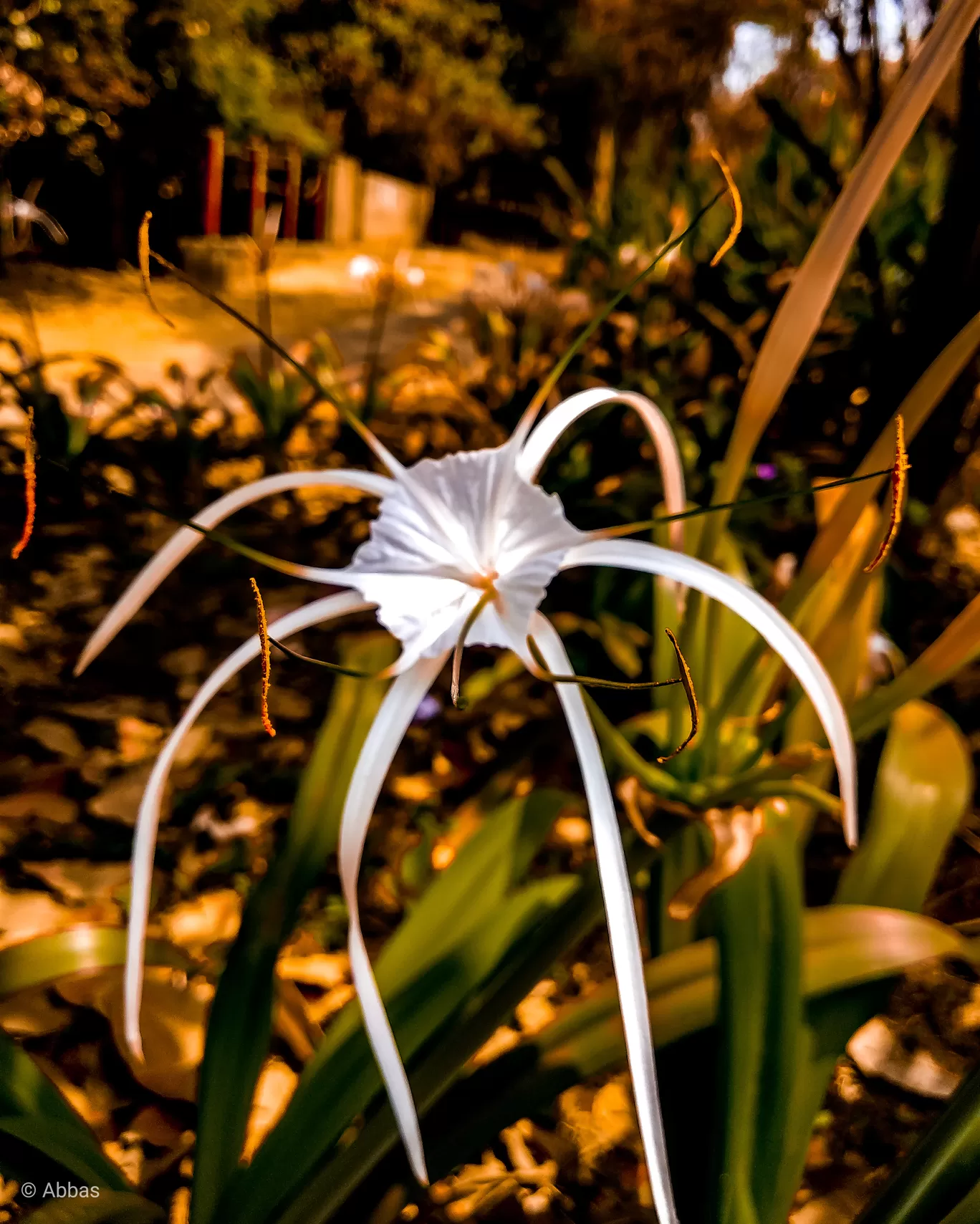 Photo of Sanjay Gandhi National Park By Abbas Leel
