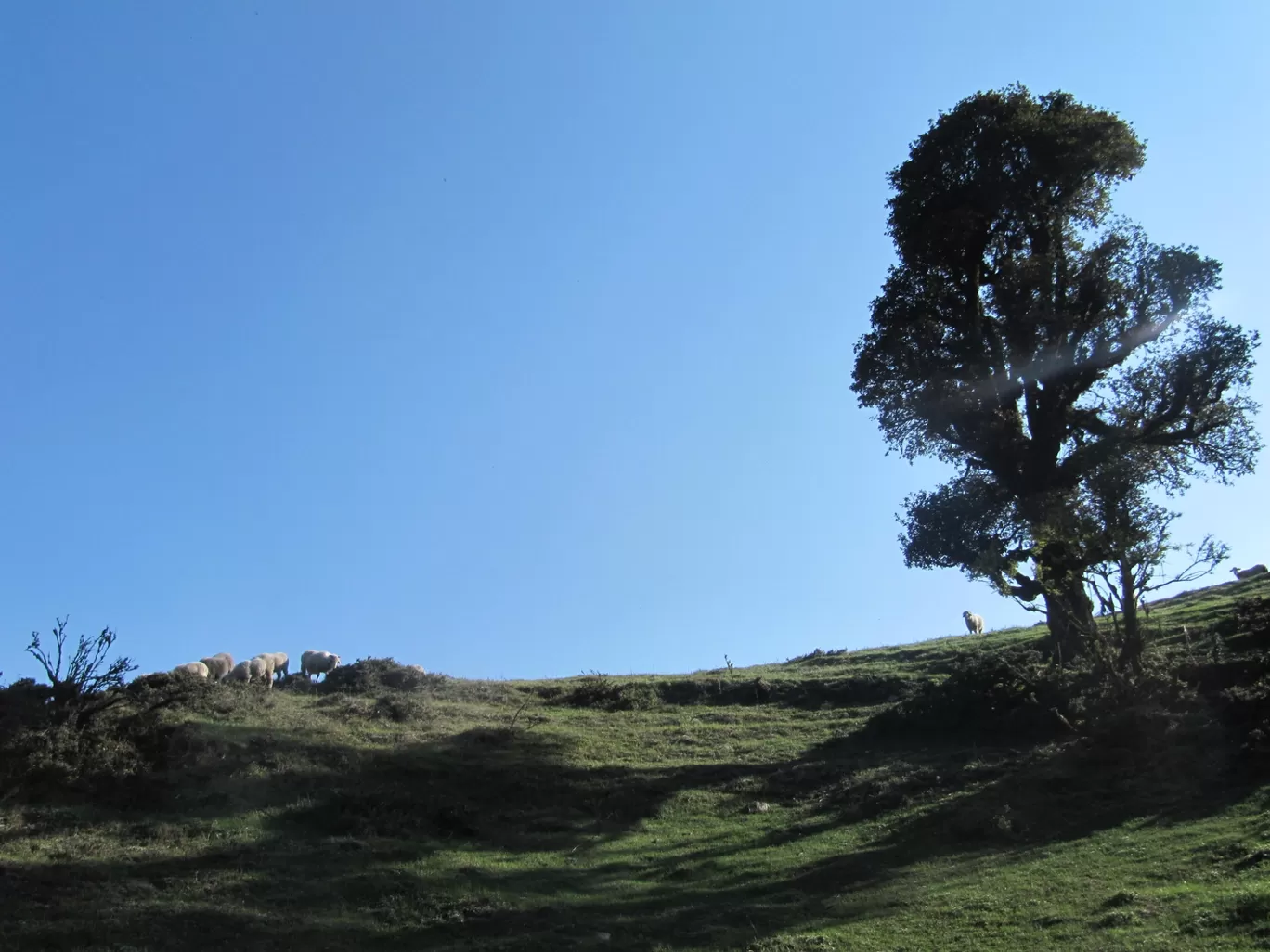 Photo of Nag Tibba By Ananya Aggarwal