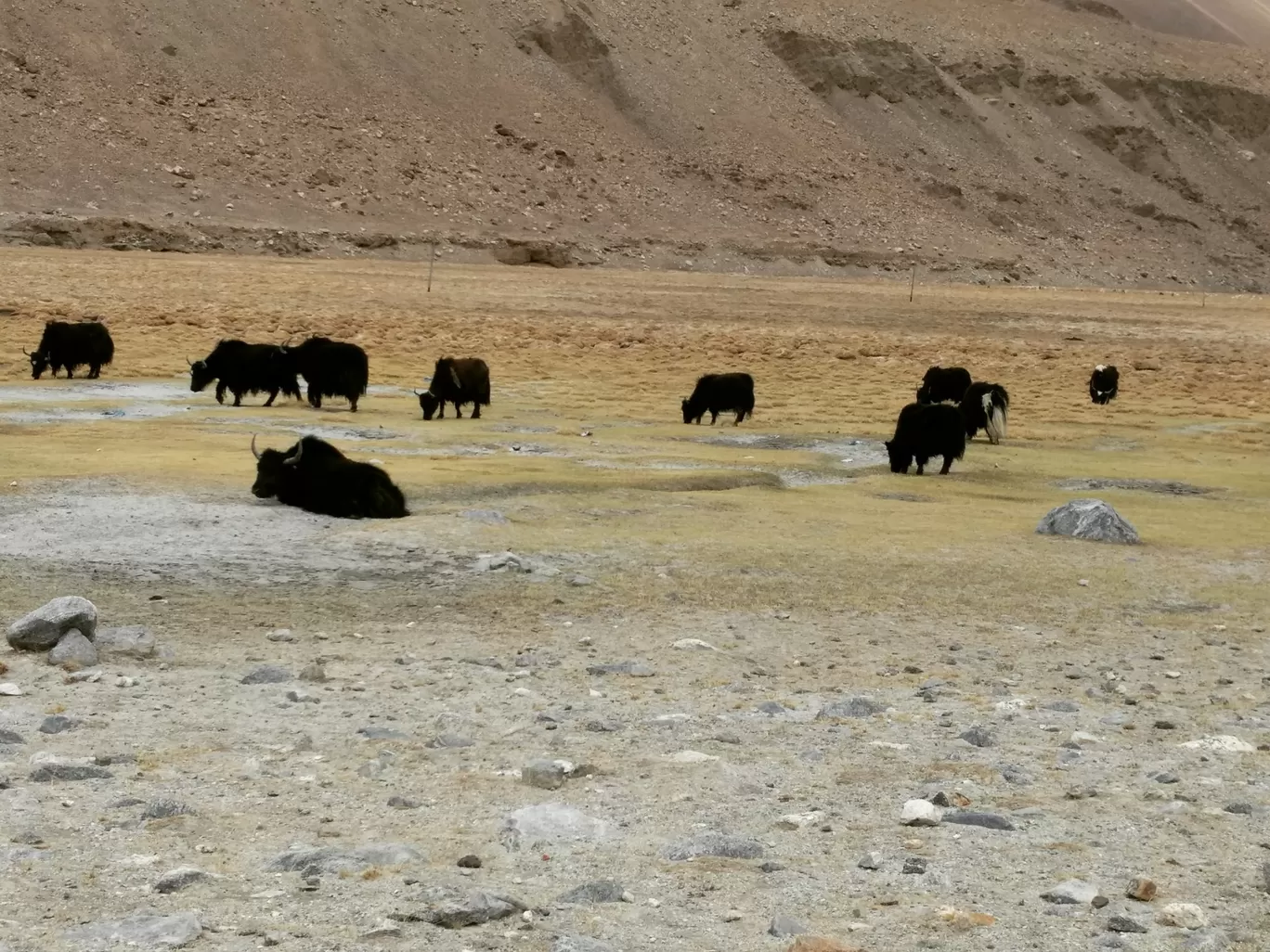 Photo of Ladakh By Anubha jain