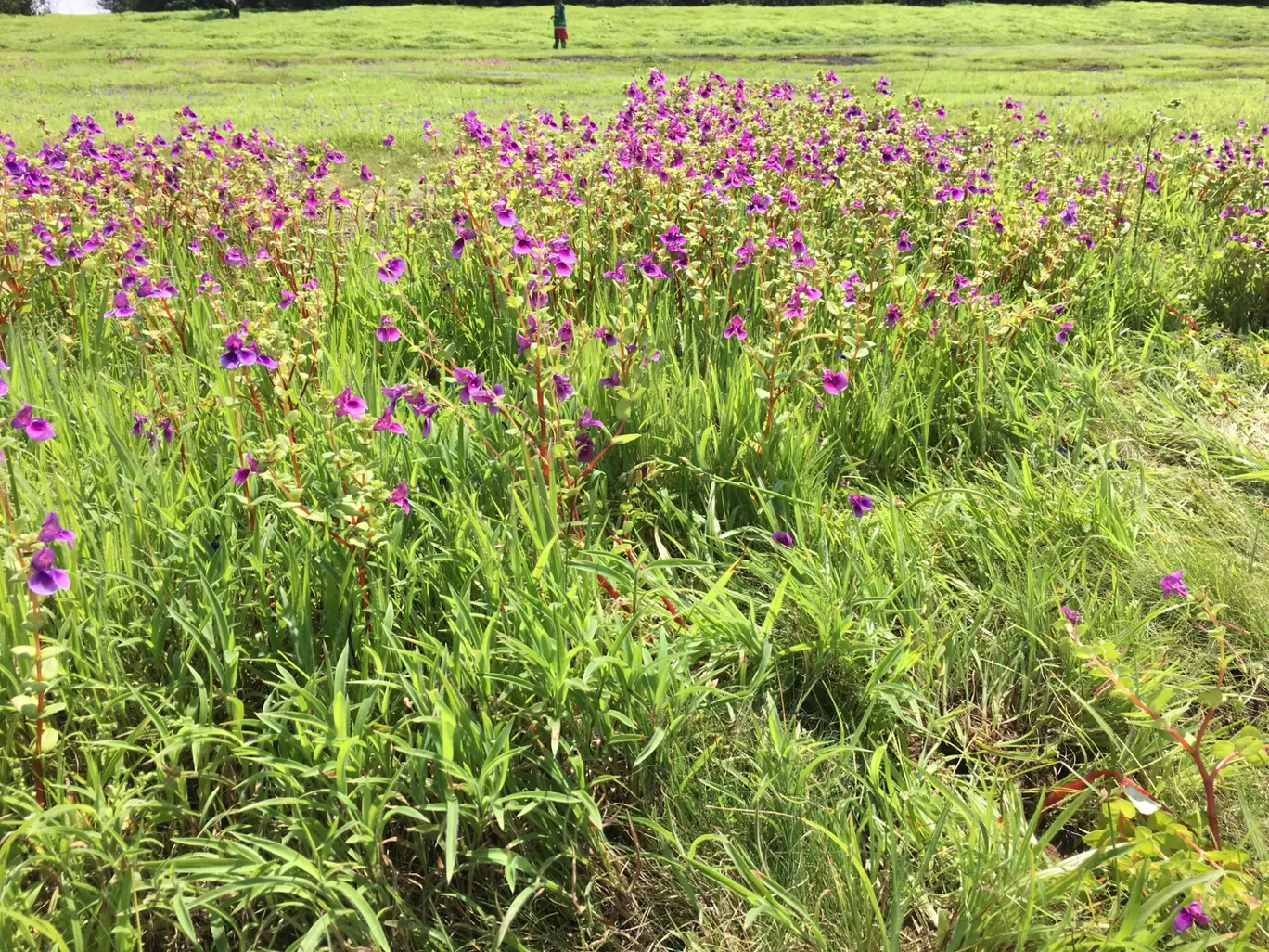 Photo of Kaas Plateau of Flowers By Shiva Prasad