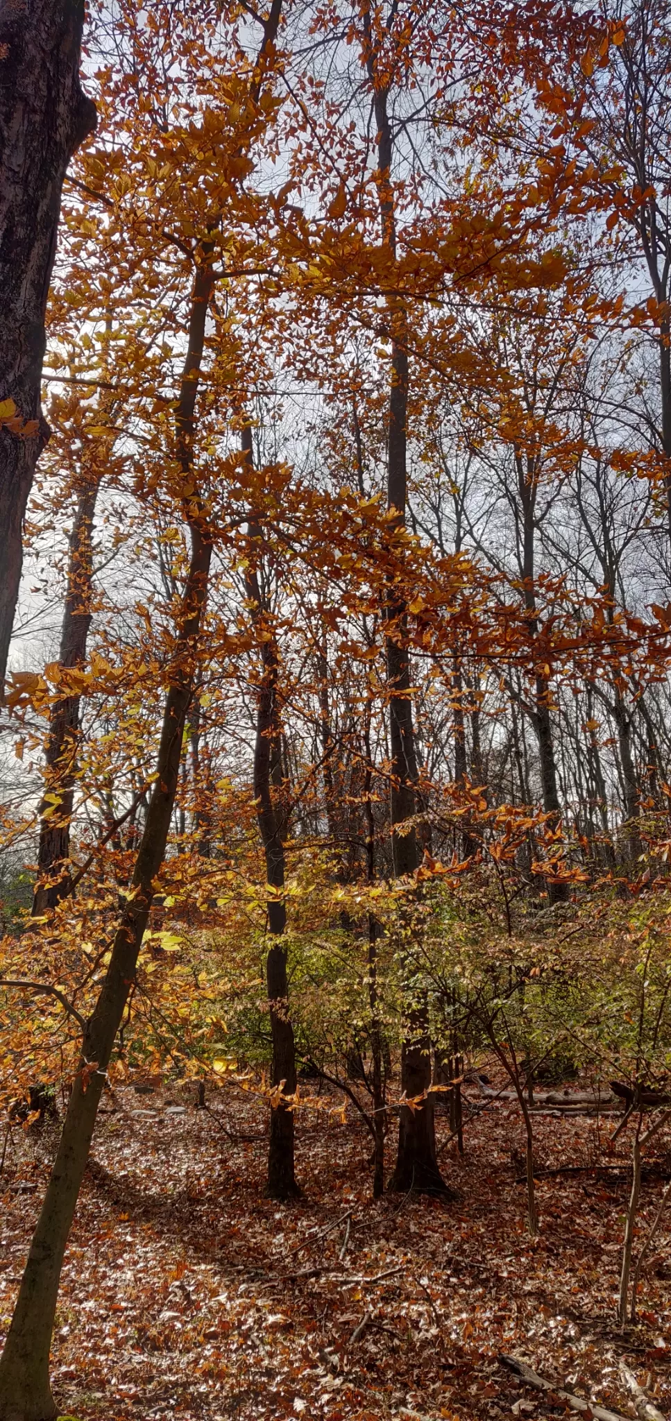 Photo of Mianus River Trail By Riya Tayal