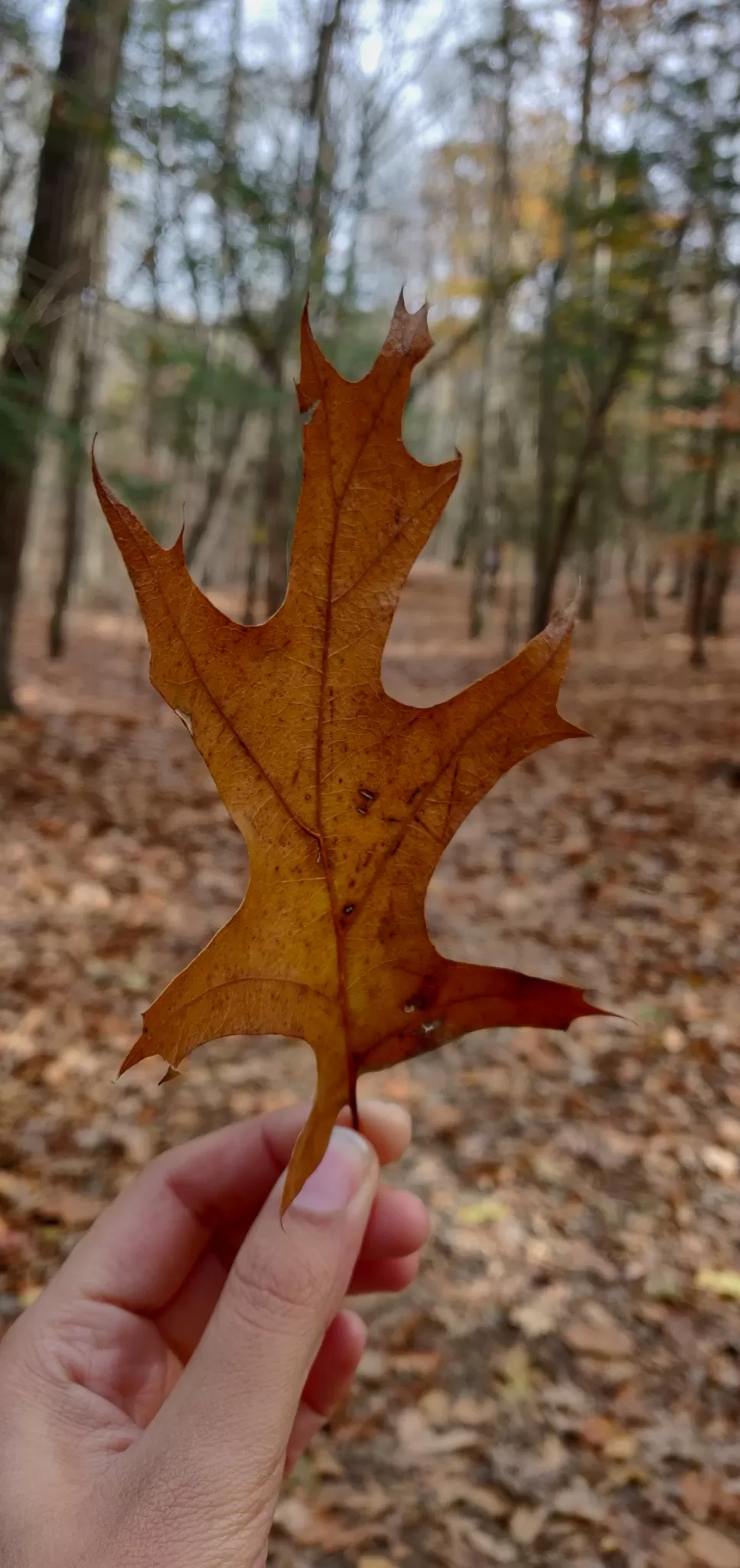 Photo of Mianus River Trail By Riya Tayal