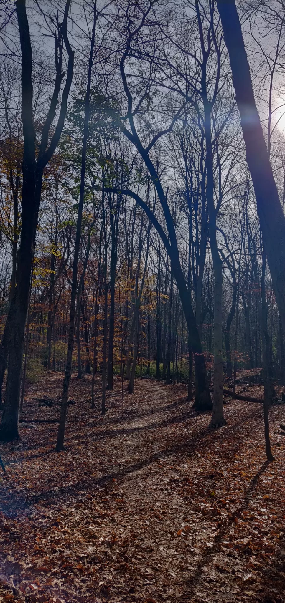 Photo of Mianus River Trail By Riya Tayal