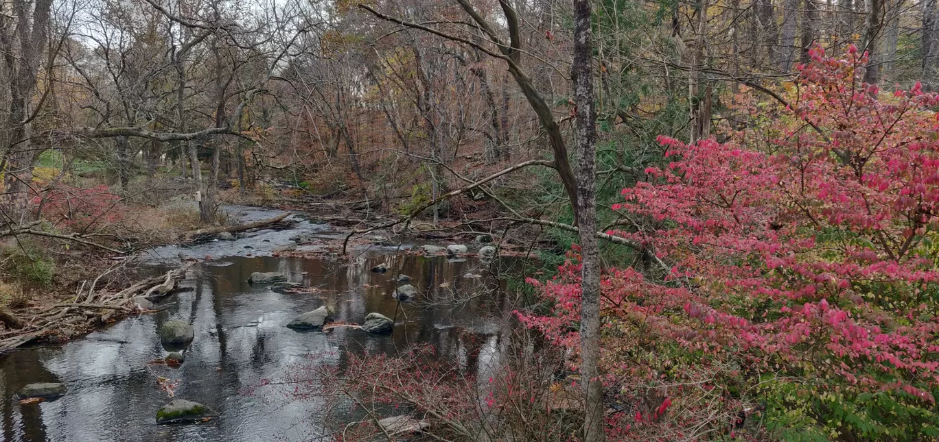 Photo of Mianus River Trail By Riya Tayal