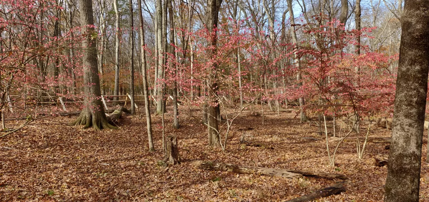 Photo of Mianus River Trail By Riya Tayal