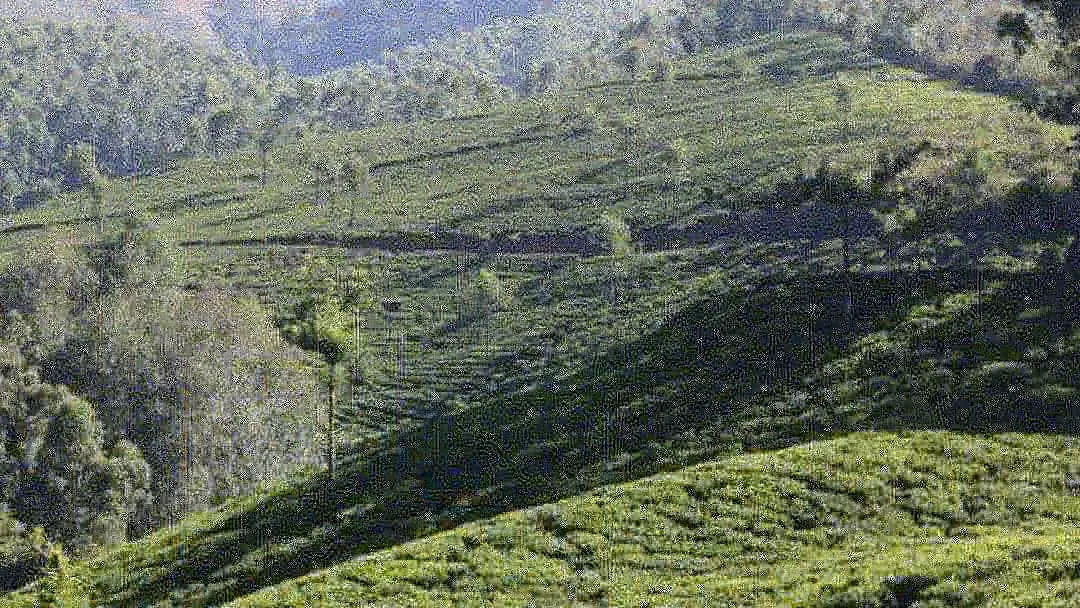 Photo of Munnar - Top Station Highway By Shashidhar Reddy