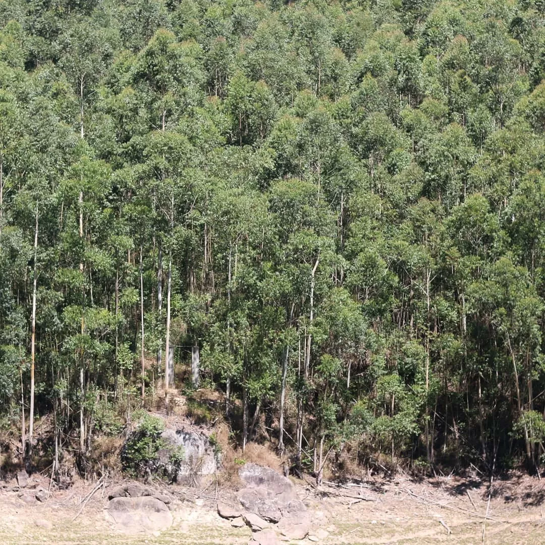 Photo of Munnar - Top Station Highway By Shashidhar Reddy