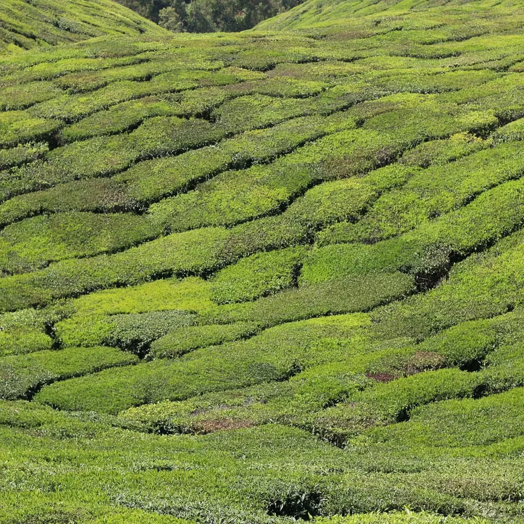 Photo of Munnar - Top Station Highway By Shashidhar Reddy