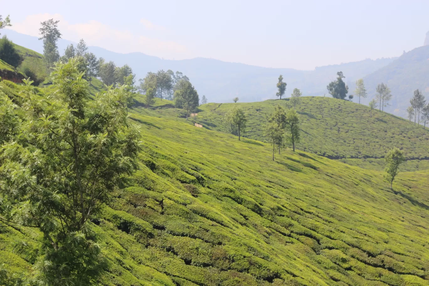 Photo of Munnar - Top Station Highway By Shashidhar Reddy
