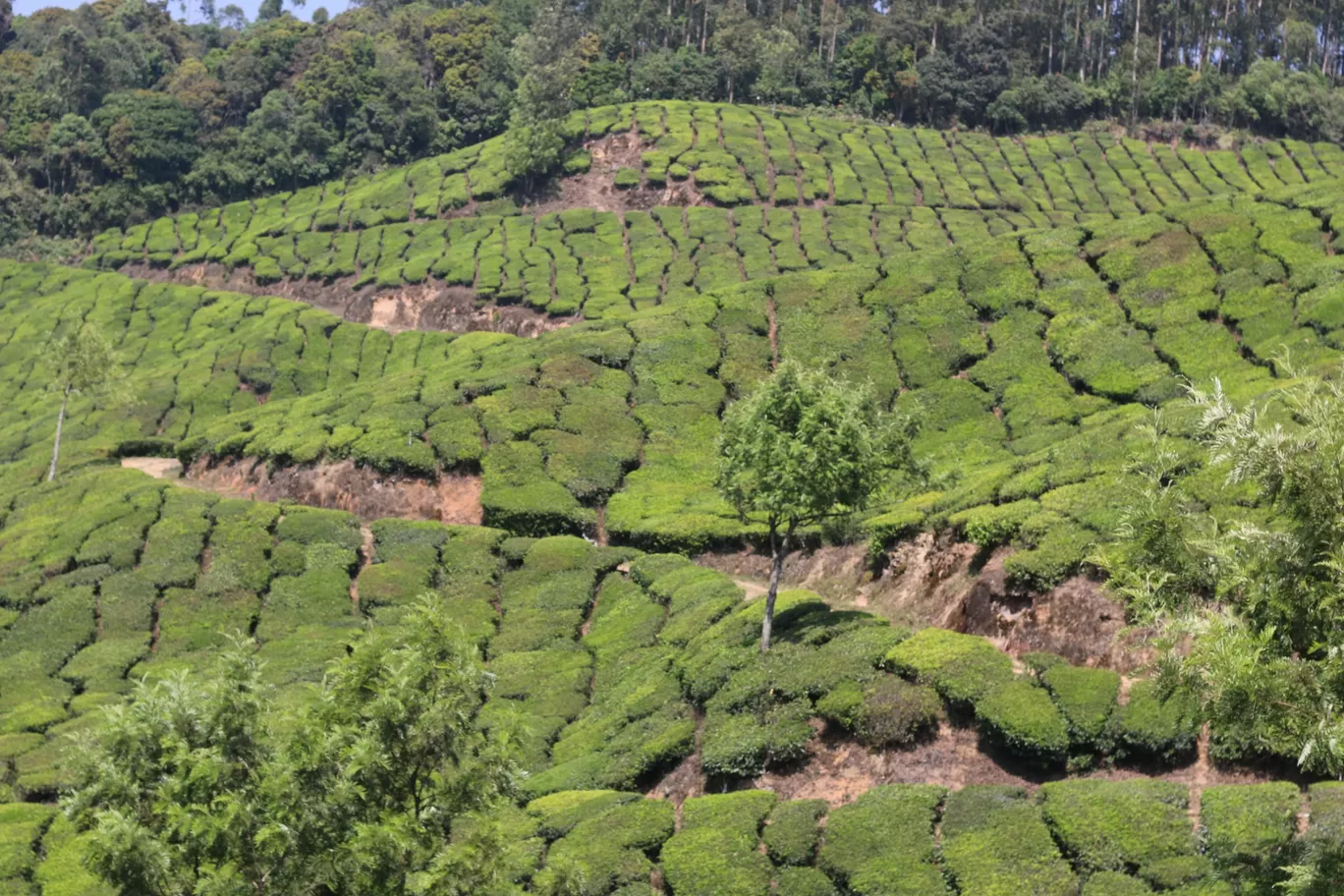Photo of Munnar - Top Station Highway By Shashidhar Reddy