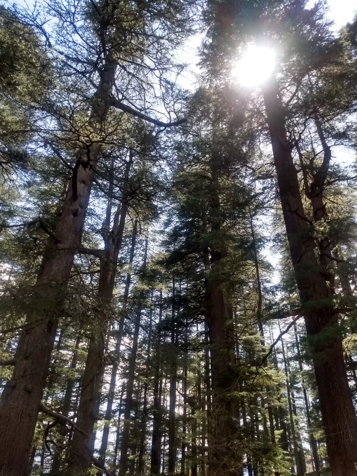 Photo of Old Manali By Aishwarya Chandak