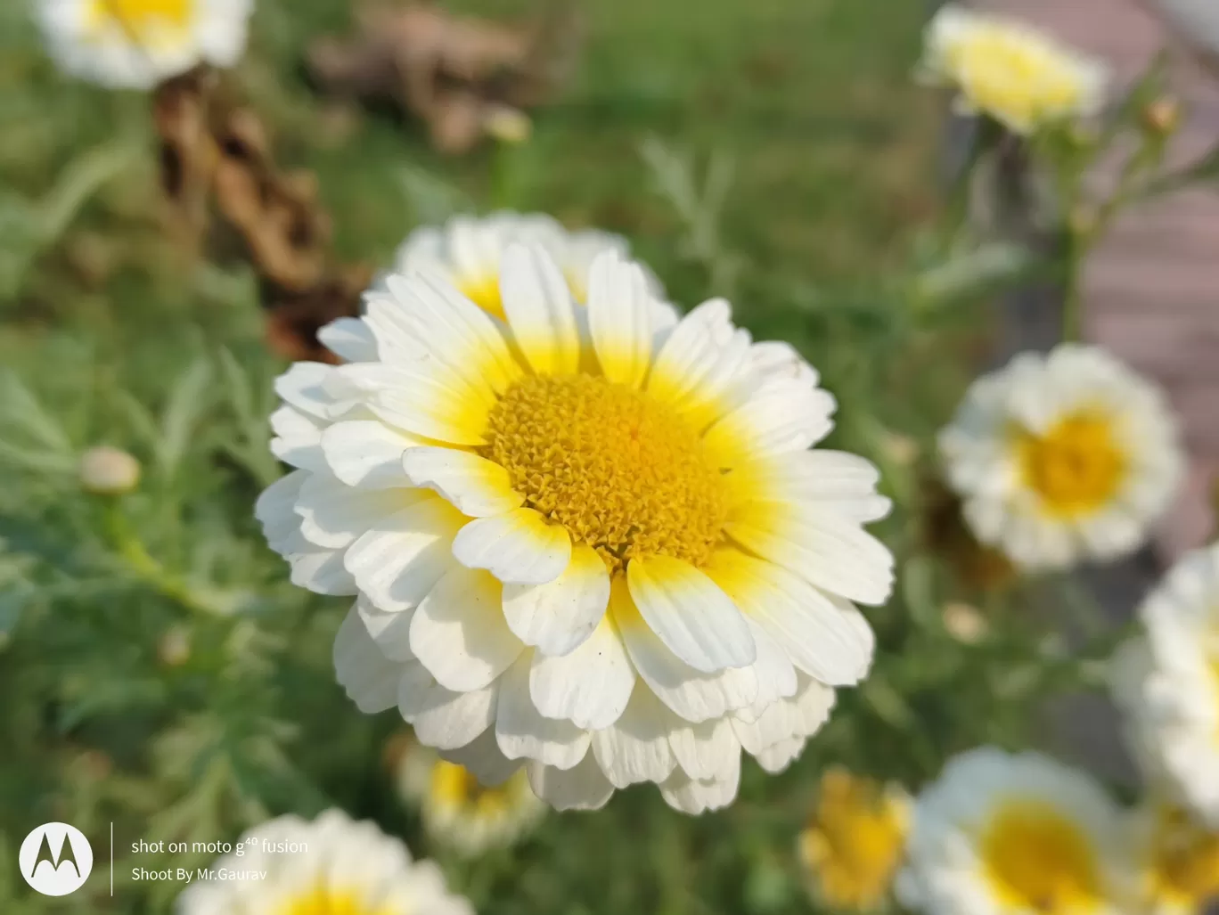 Photo of Janeshwar Mishra Park By Gaurav Maurya