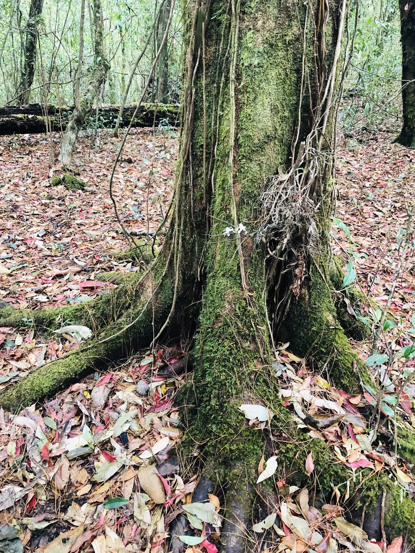Photo of Mawphlang Sacred Grove By Sisters Corner