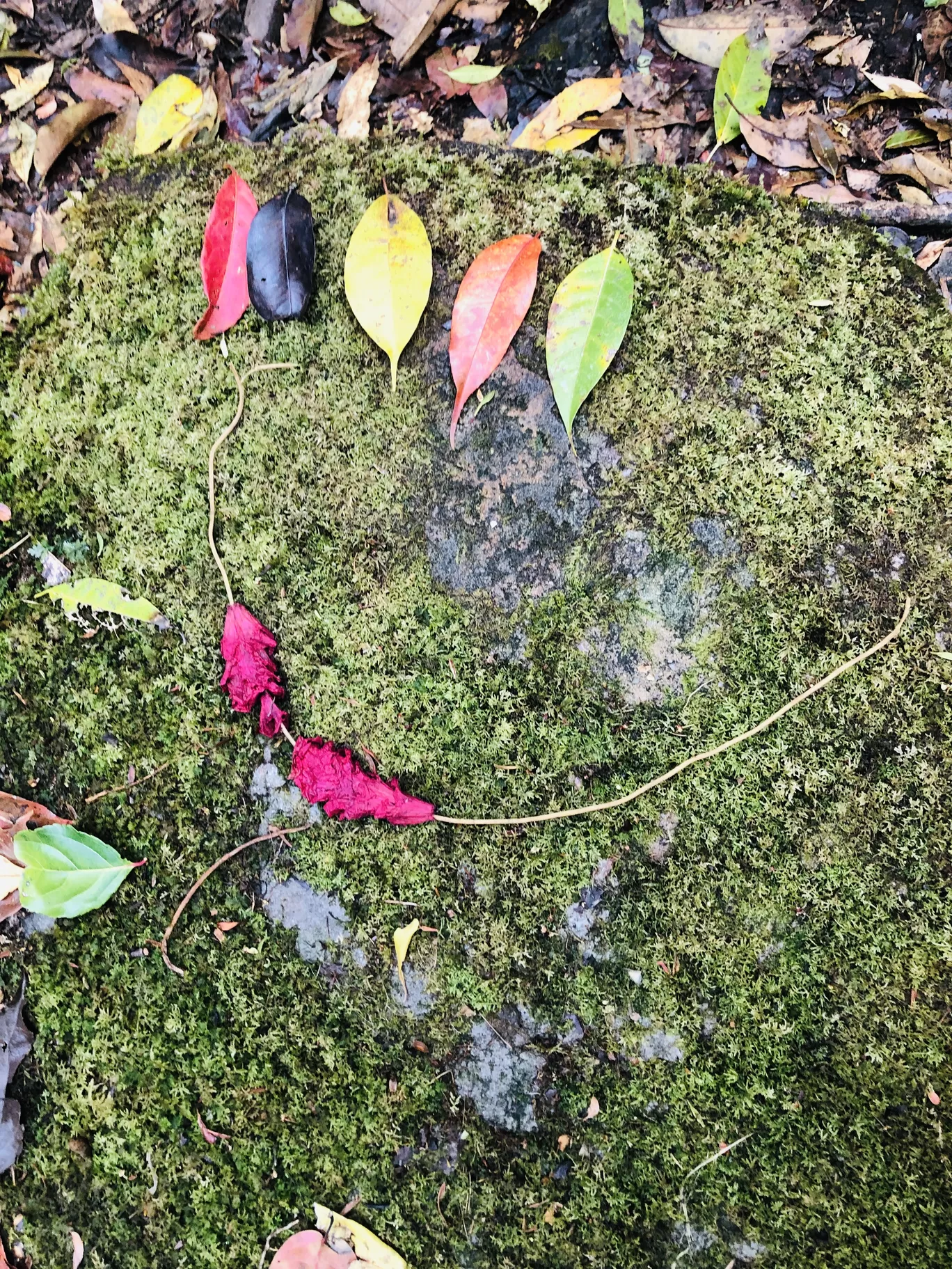 Photo of Mawphlang Sacred Grove By Sisters Corner