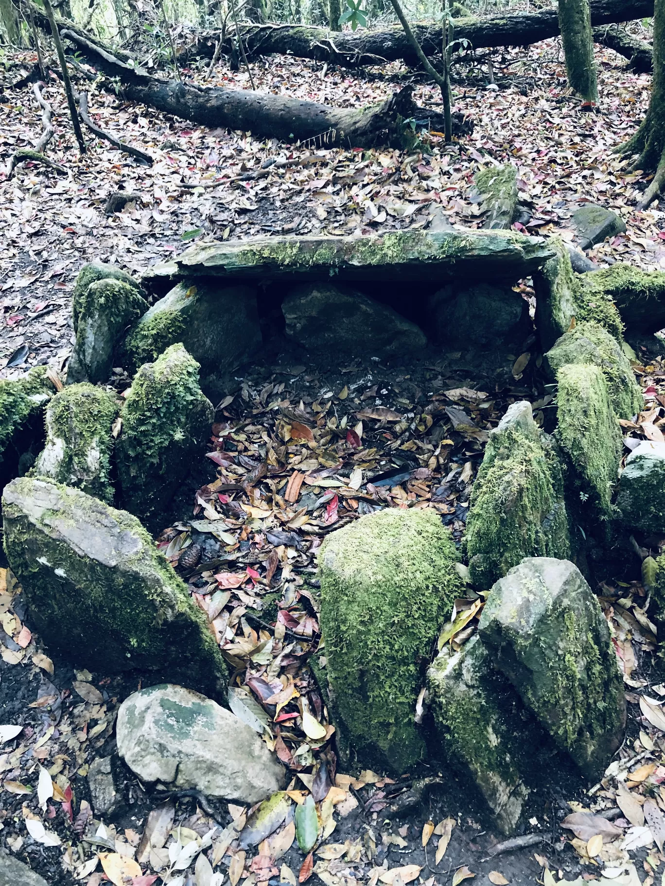 Photo of Mawphlang Sacred Grove By Sisters Corner