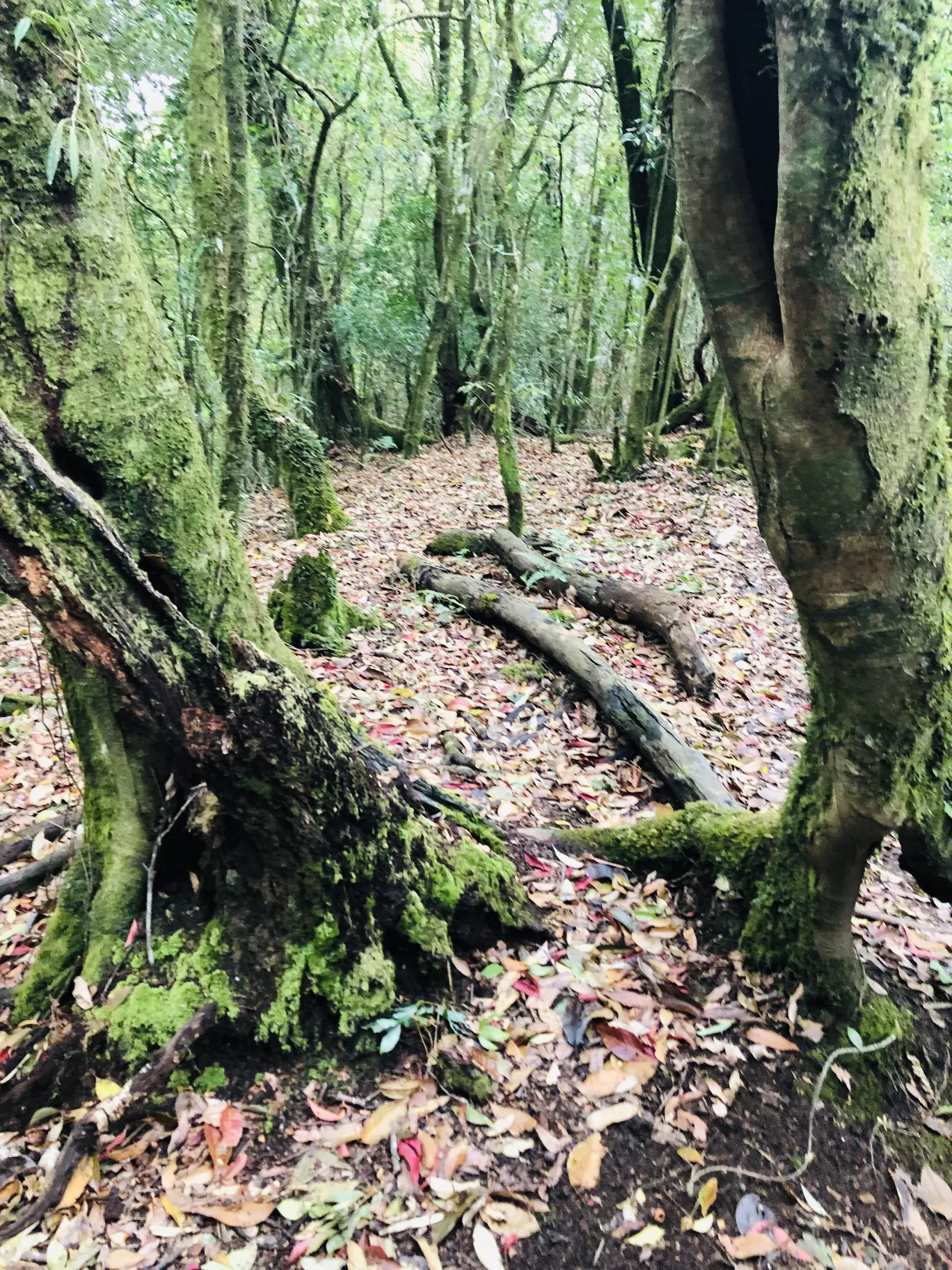 Photo of Mawphlang Sacred Grove By Sisters Corner