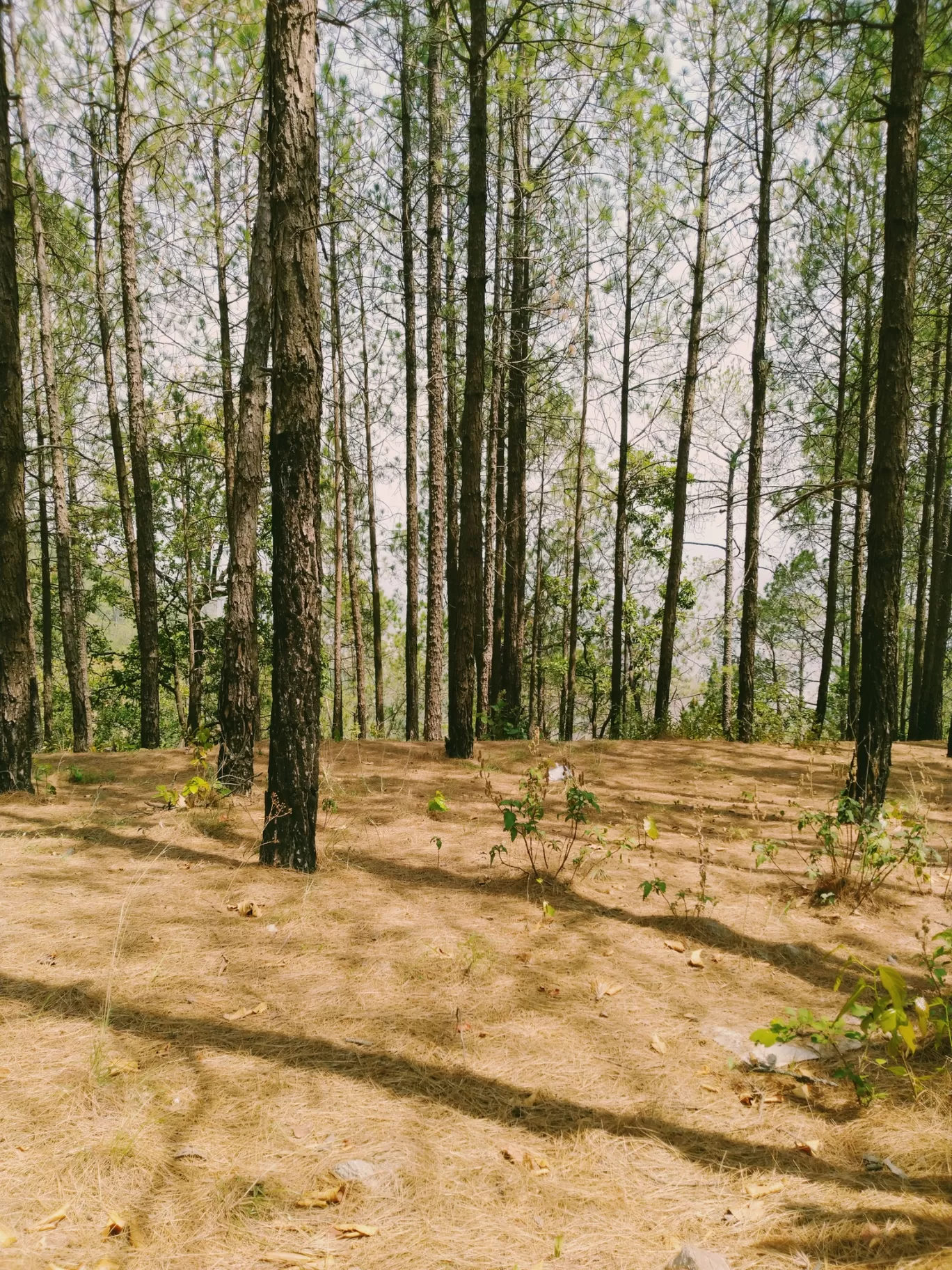 Photo of Lansdowne By abhishek sharma