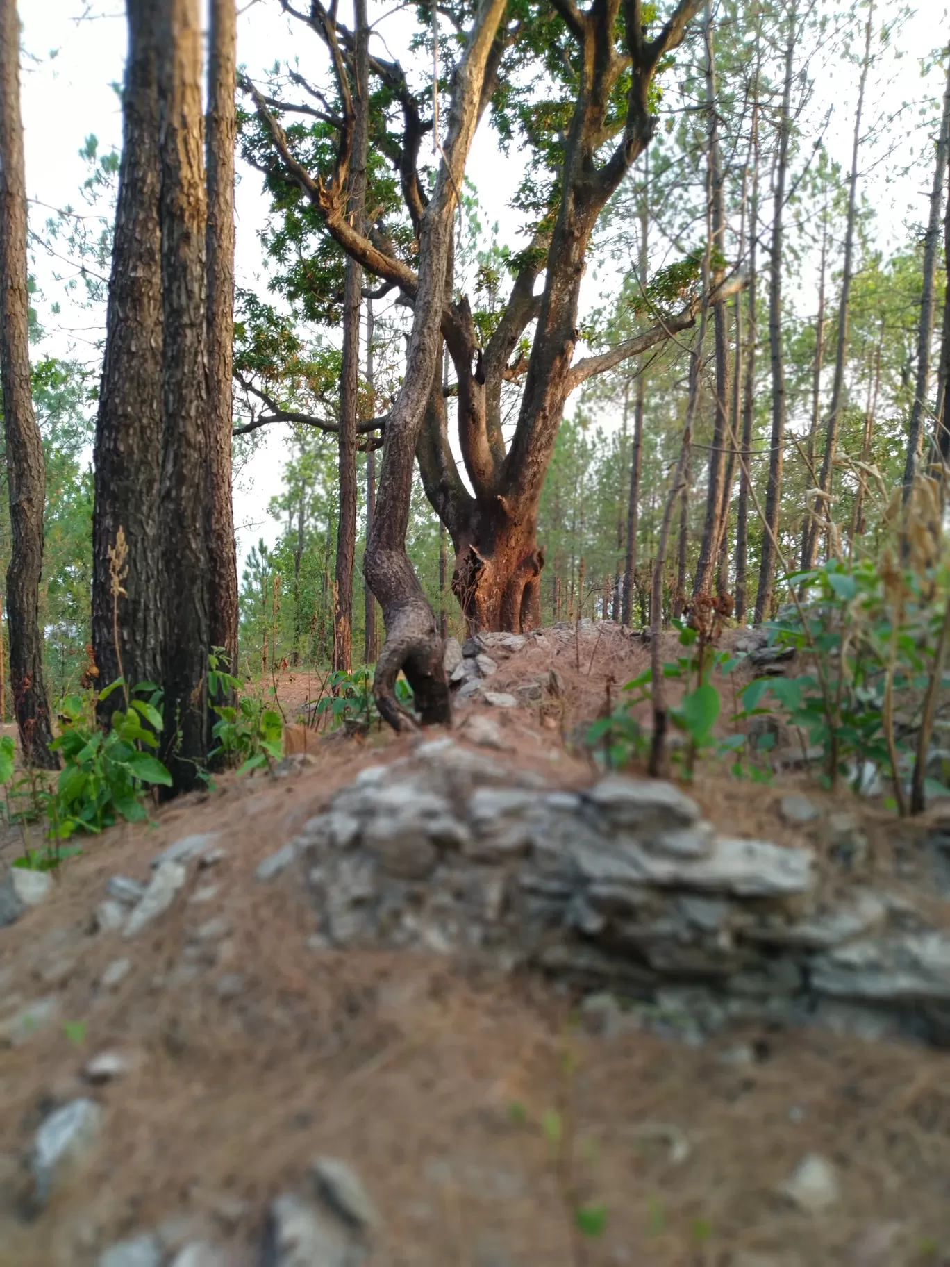 Photo of Lansdowne By abhishek sharma