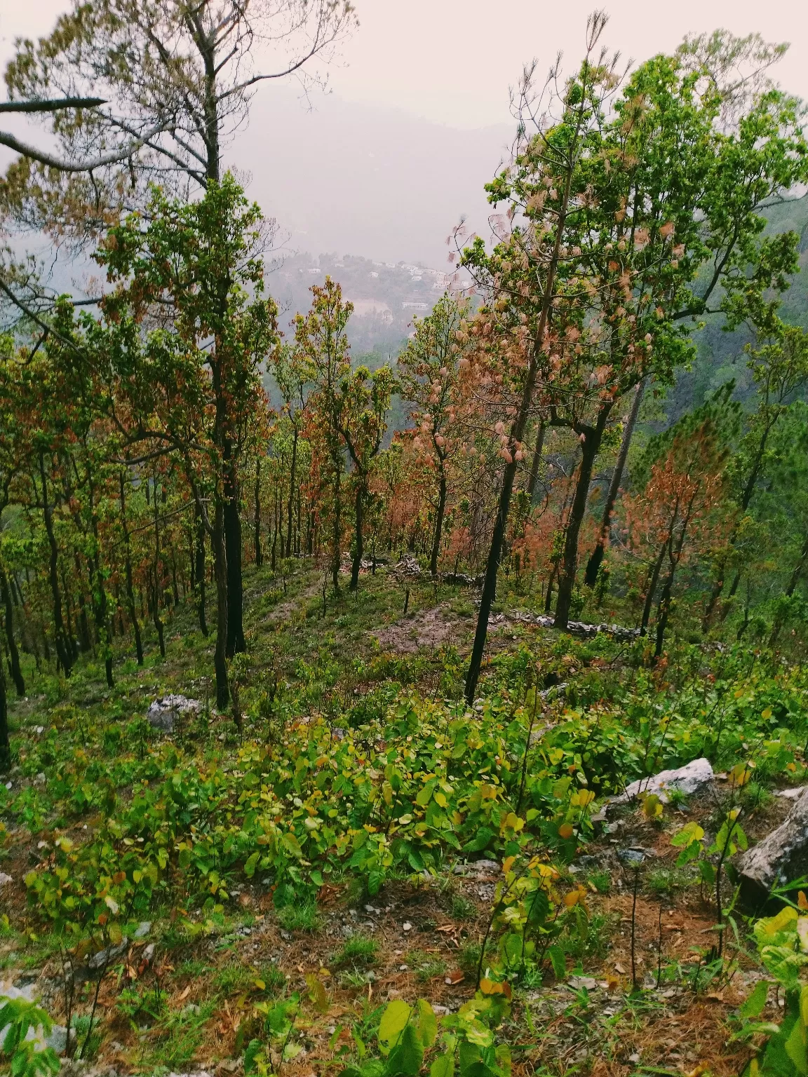 Photo of Lansdowne By abhishek sharma