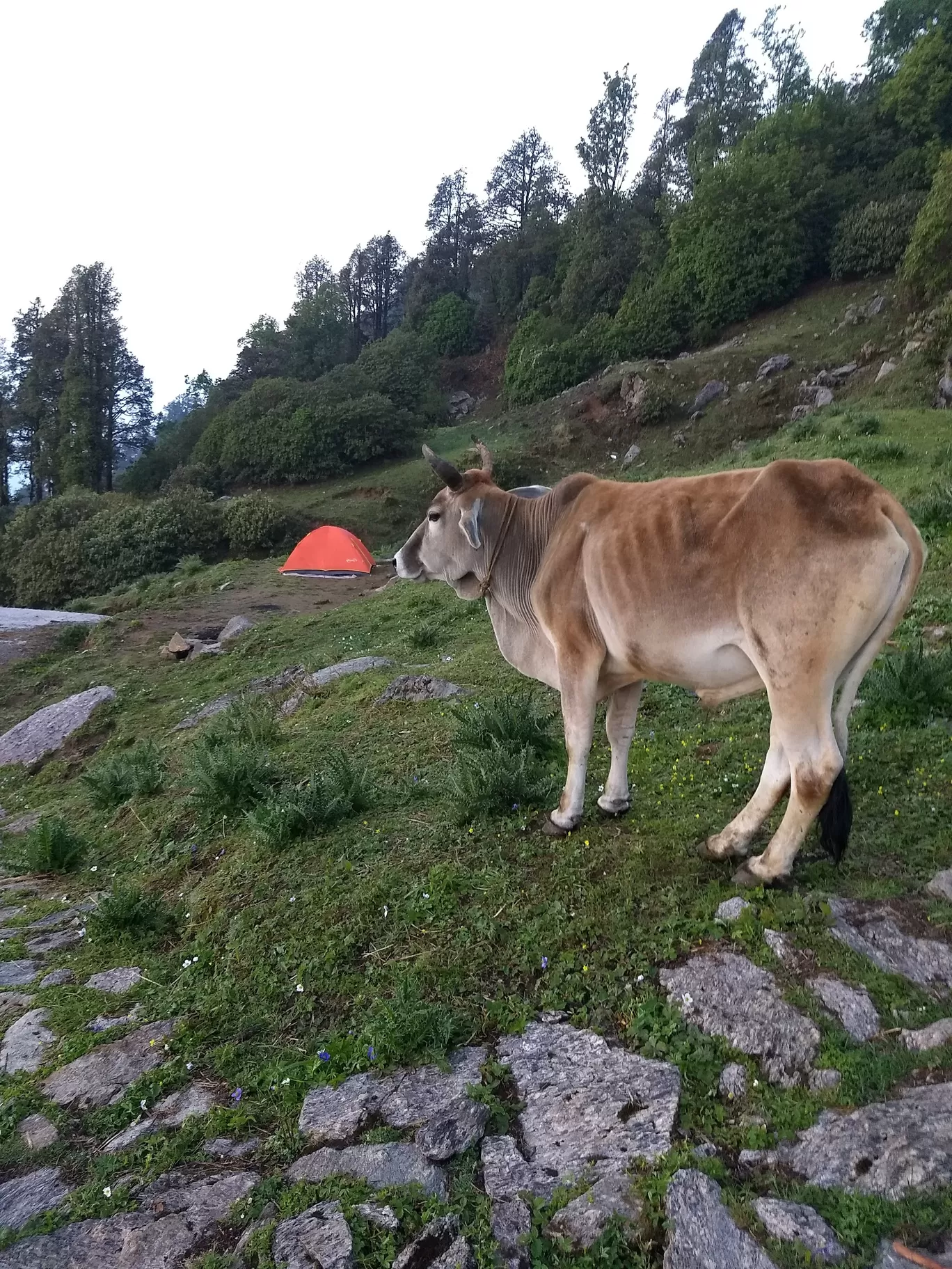 Photo of Munsyari By Ashok Nair
