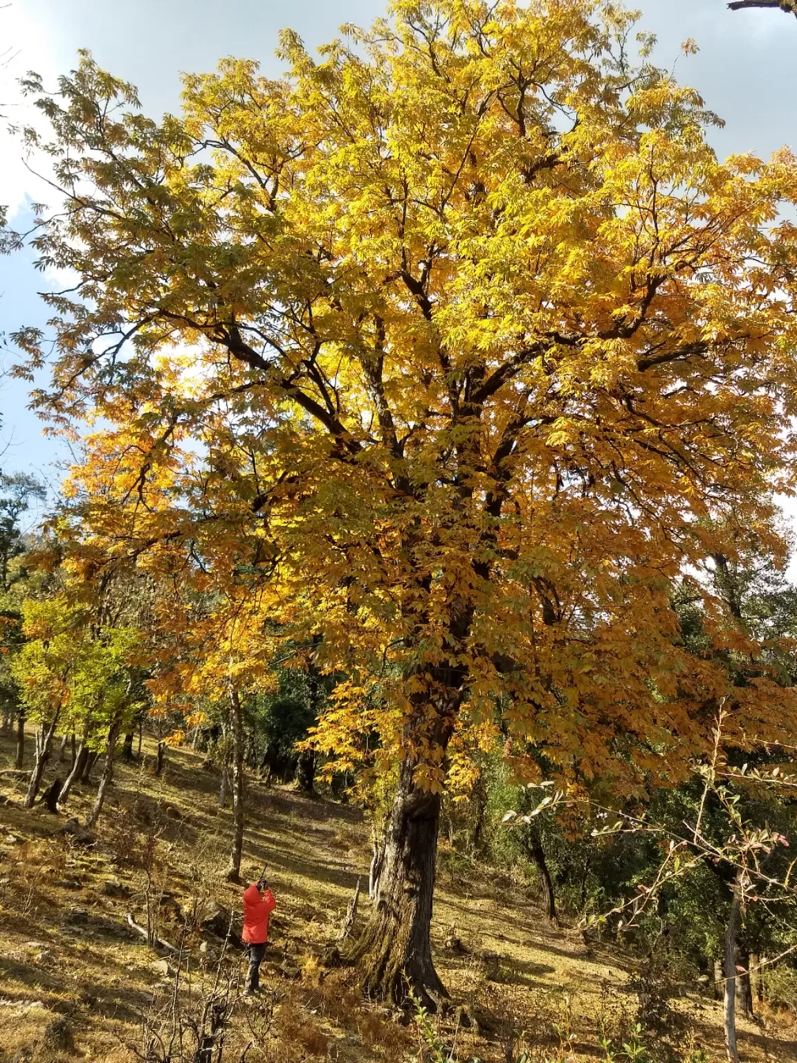 Photo of Dayara Bugyal By Ashok Nair