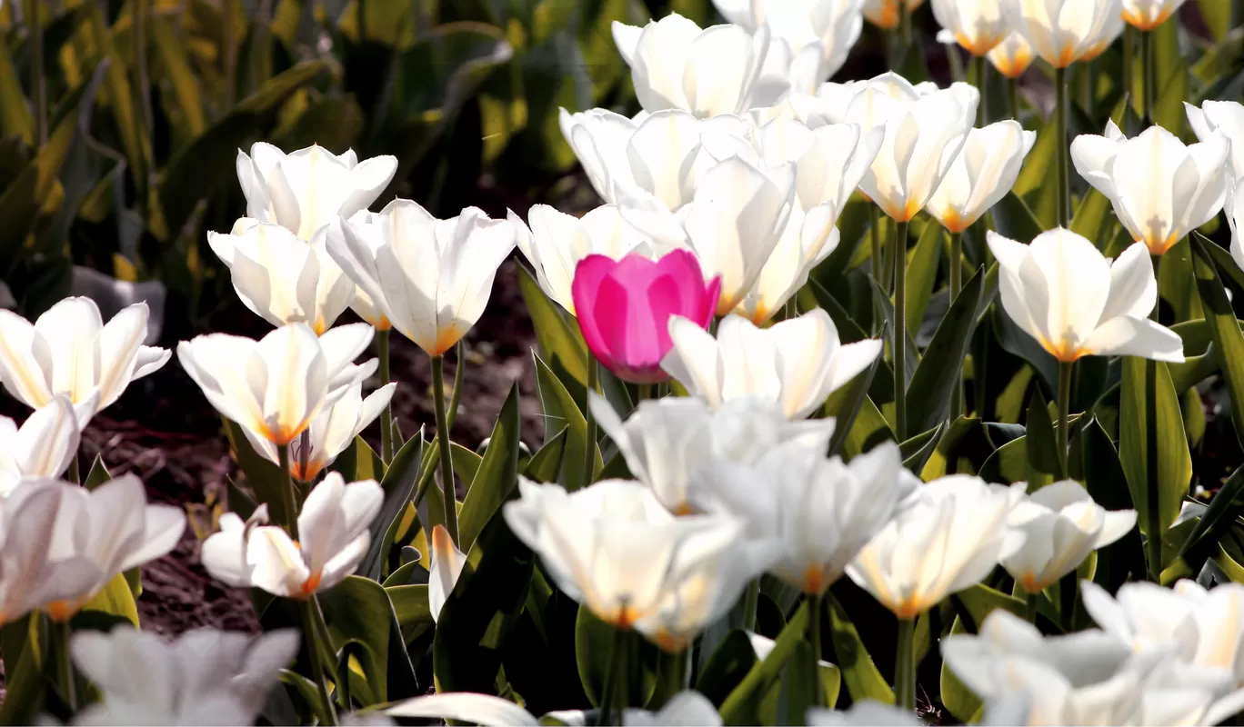 Photo of Tulip Garden By Mehak