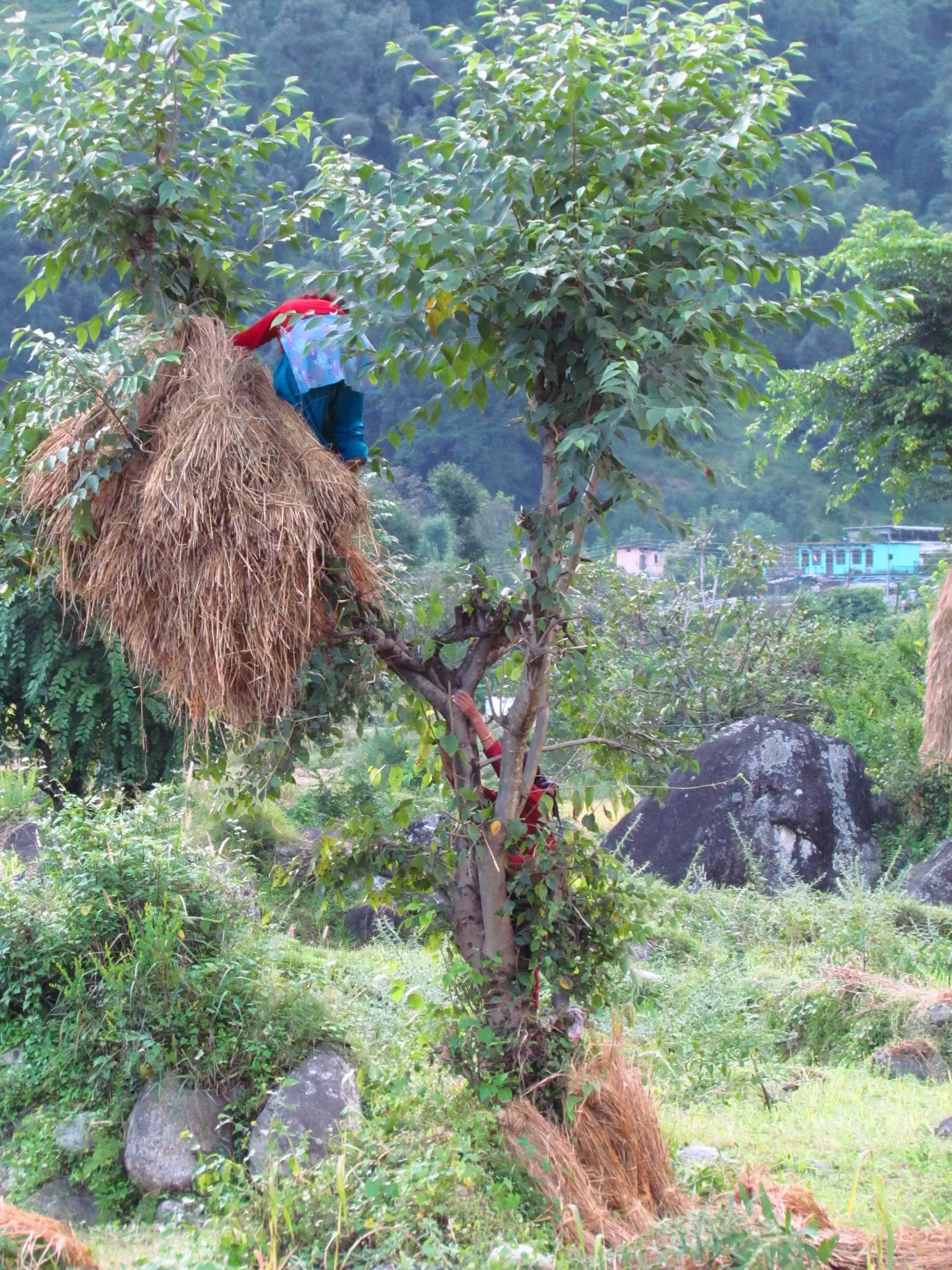 Photo of Auli Laga Joshimath By Amer Ghauri