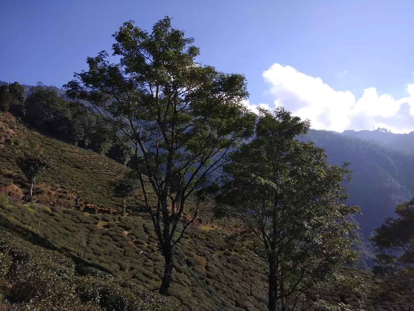 Photo of Darjeeling By Priyangi Chakrabarti