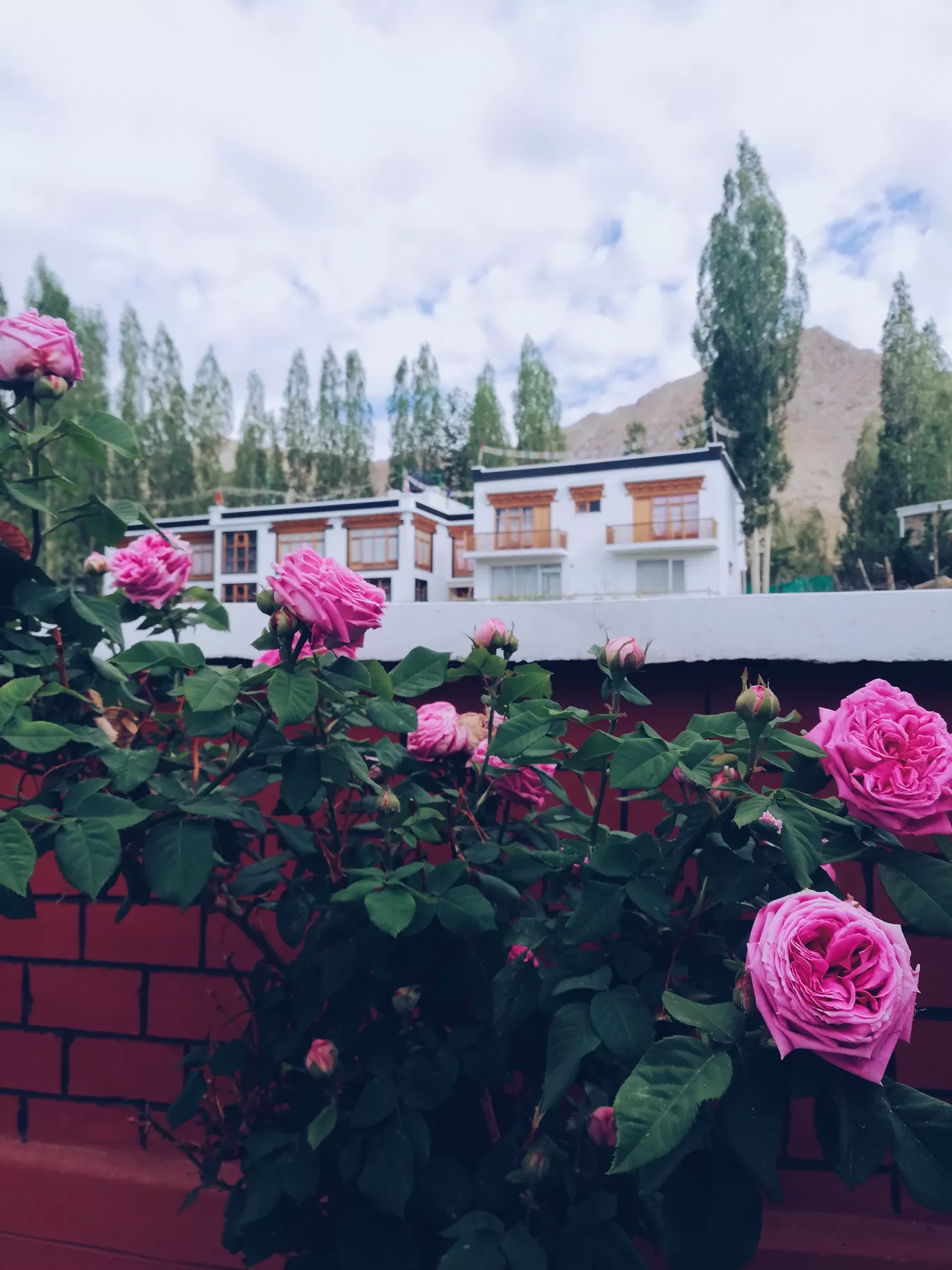 Photo of Leh By Suyash Mehta