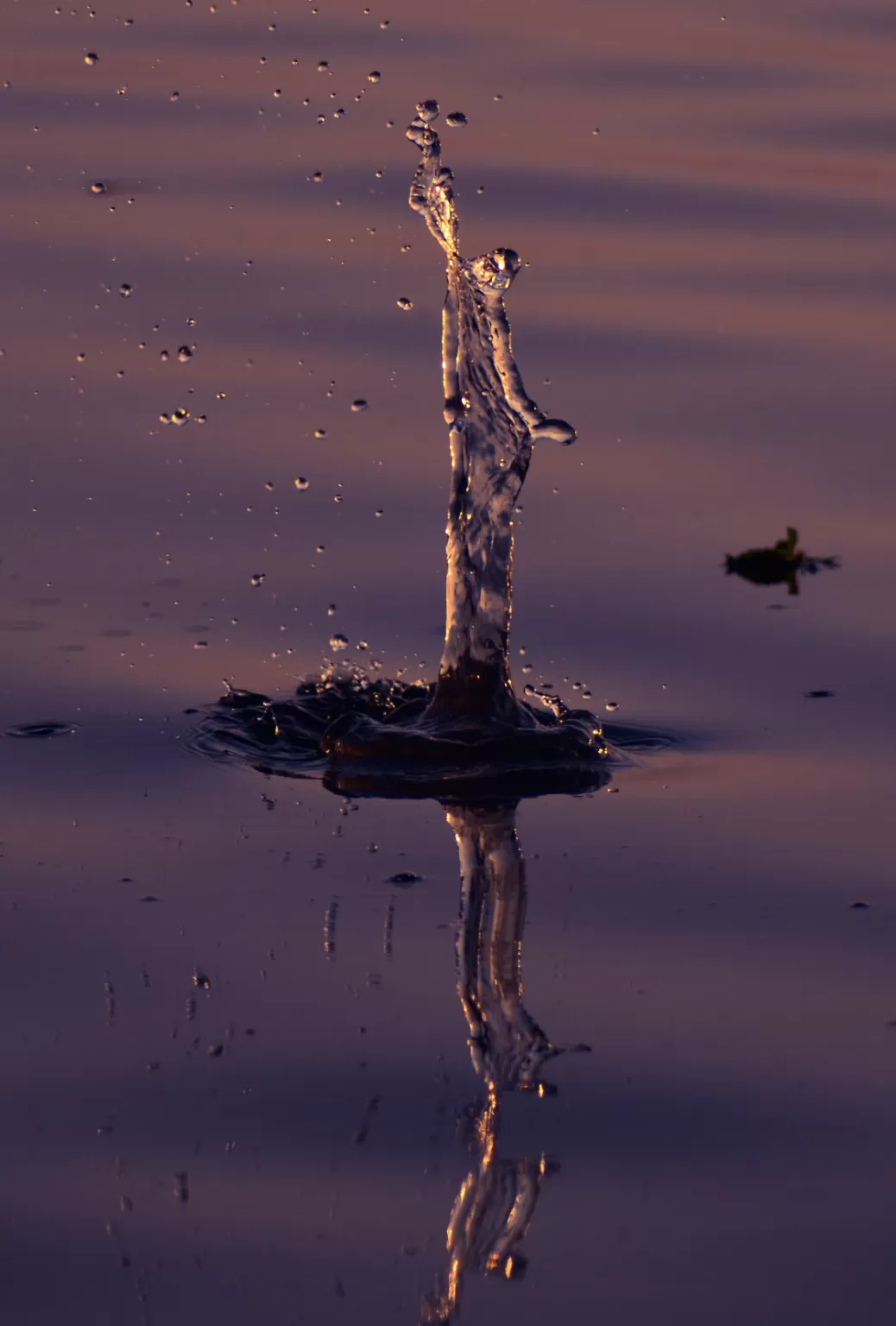 Photo of Okhla Bird Sanctuary By Pratap Kumar.P