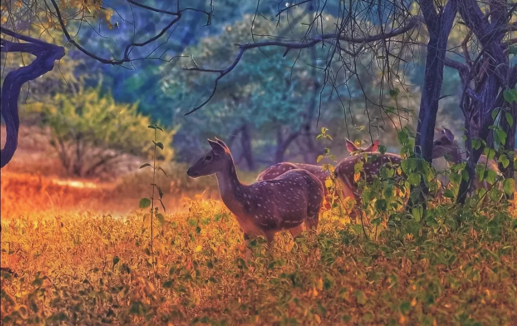 Photo of Gujarat By Abhay Joshi