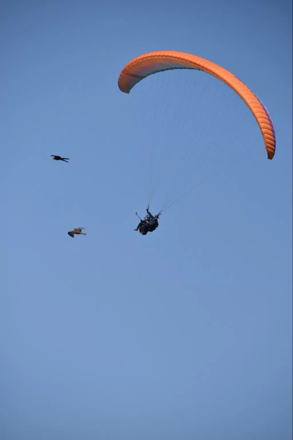 Photo of Bir-Billing Paragliding By upanshu kaushal