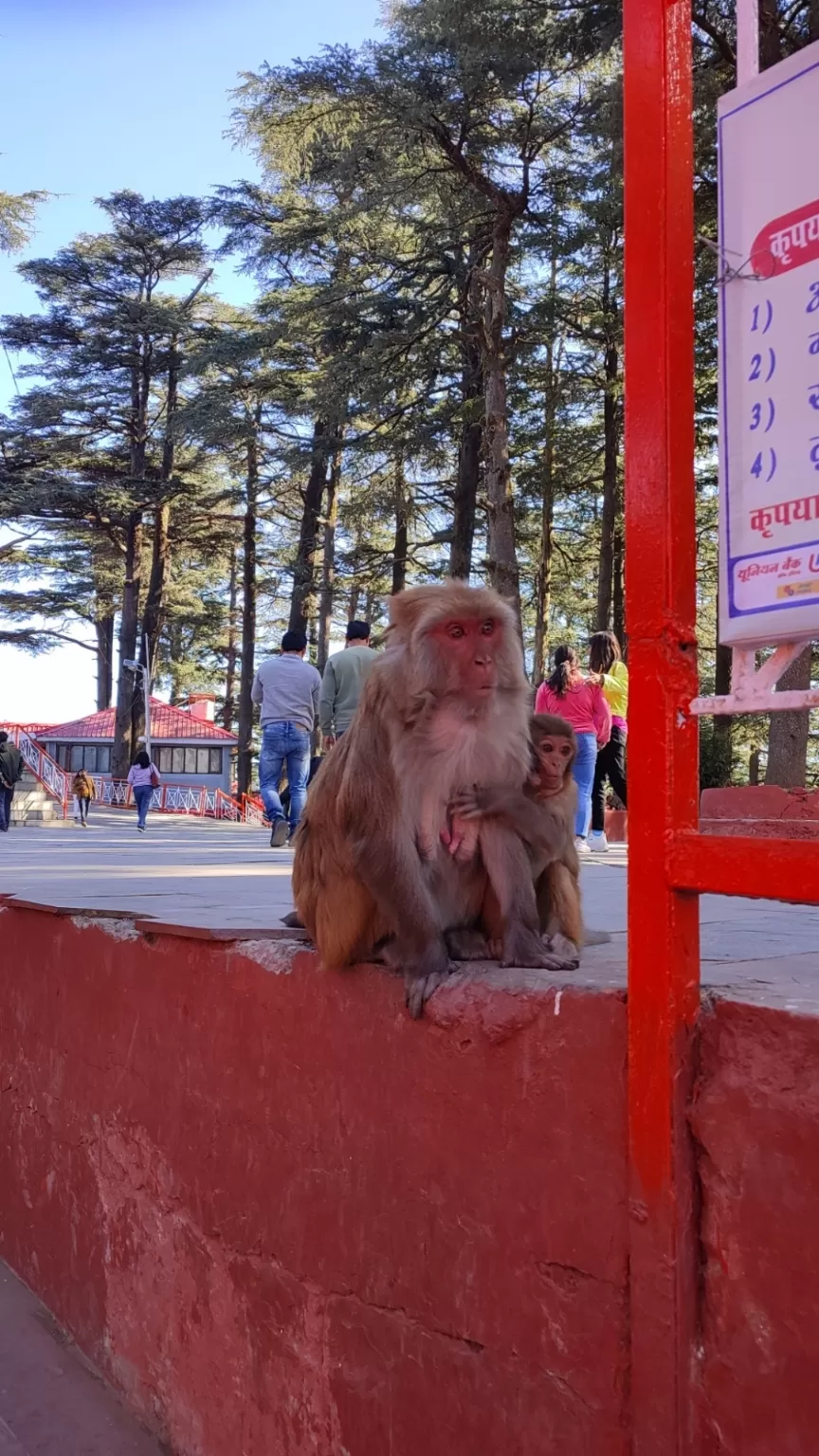 Photo of Shimla By upanshu kaushal