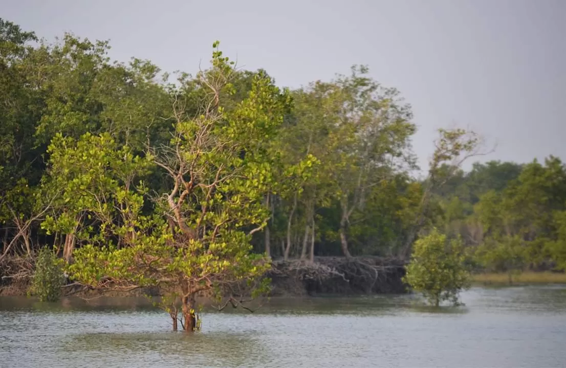 Photo of Jharkhali Tourism Hub By Sudipto Paul