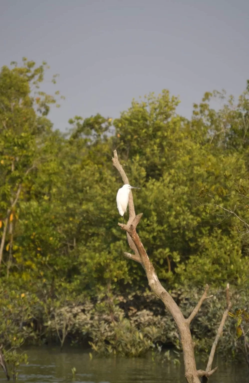 Photo of Jharkhali Tourism Hub By Sudipto Paul