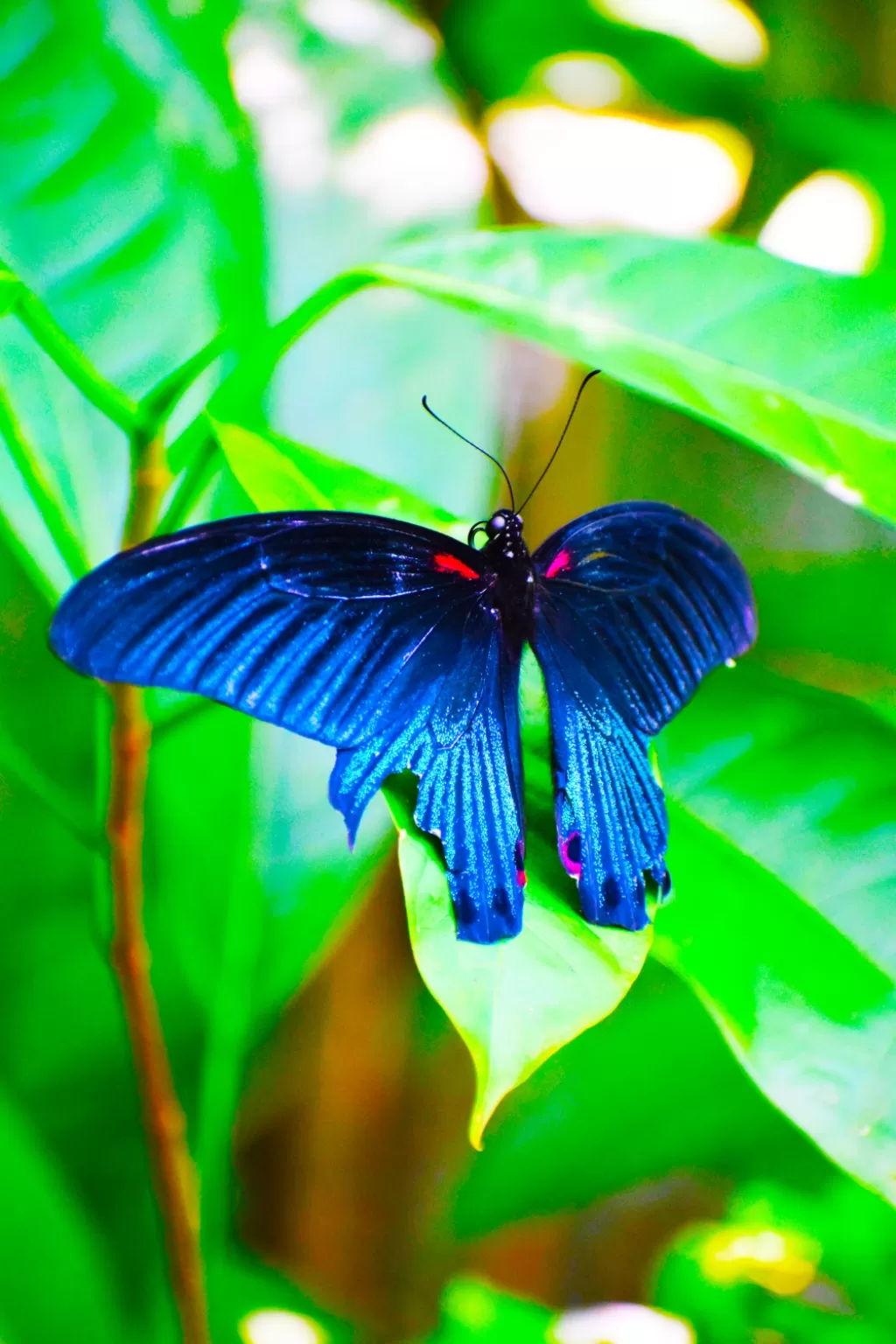Photo of Kuala Lumpur Butterfly Park By lensman_wanderer