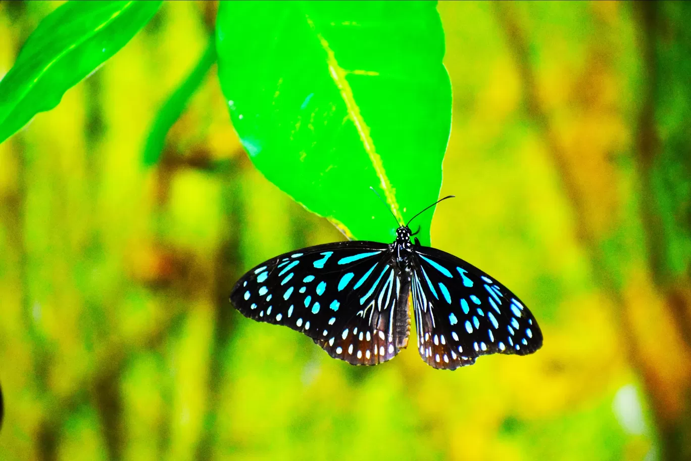 Photo of Kuala Lumpur Butterfly Park By lensman_wanderer