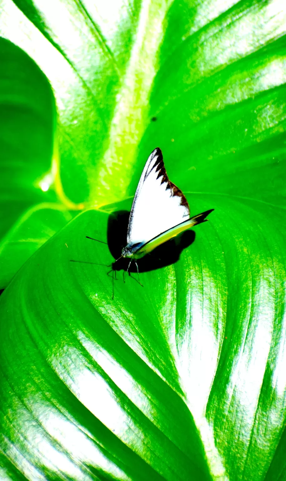 Photo of Kuala Lumpur Butterfly Park By lensman_wanderer