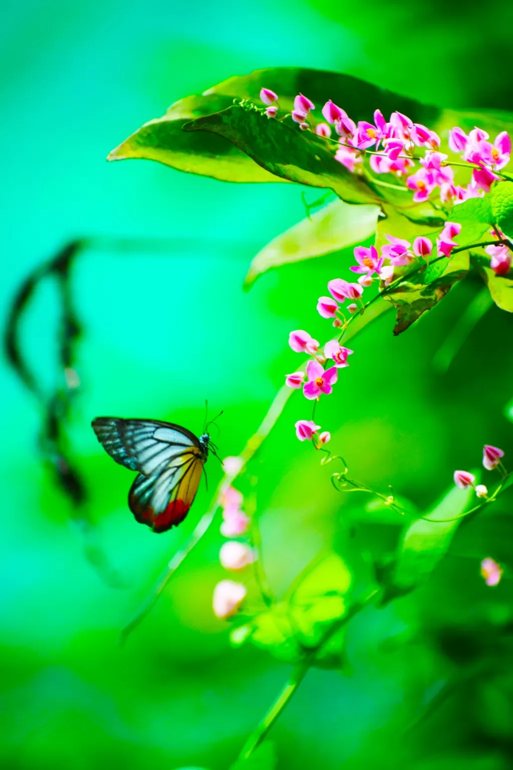 Photo of Kuala Lumpur Butterfly Park By lensman_wanderer