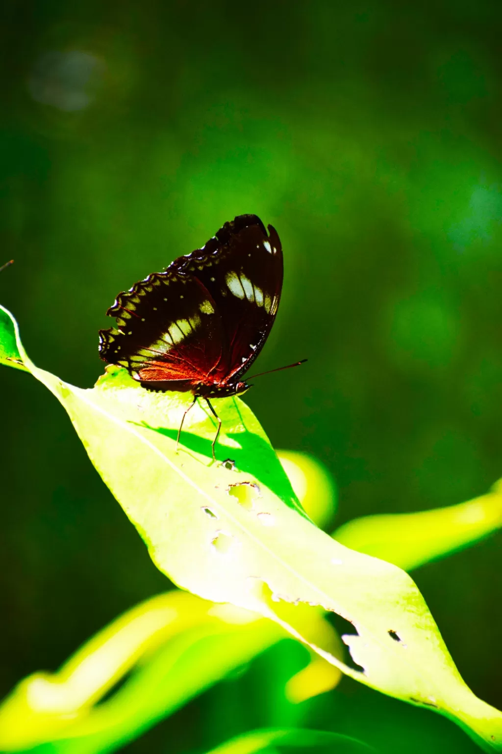 Photo of Kuala Lumpur Butterfly Park By lensman_wanderer