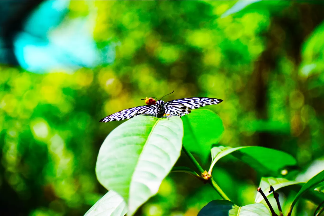 Photo of Kuala Lumpur Butterfly Park By lensman_wanderer