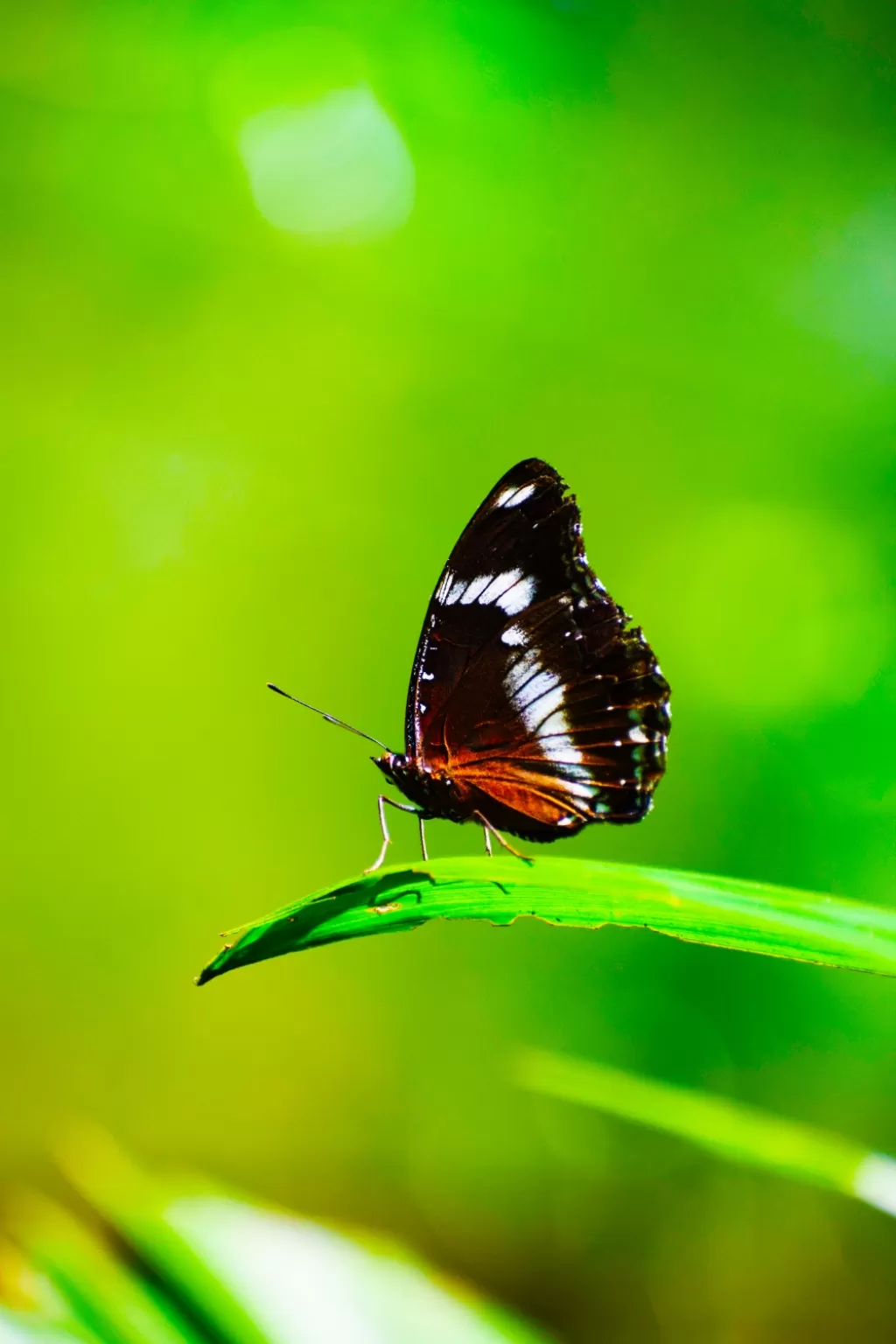 Photo of Kuala Lumpur Butterfly Park By lensman_wanderer