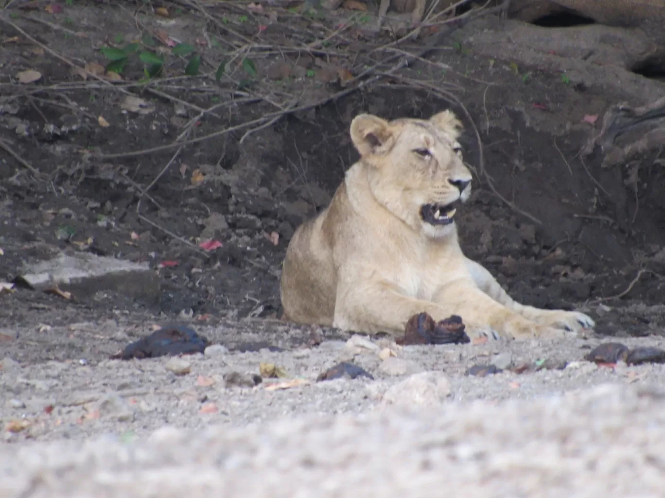 Photo of Gir National Park By Sumeet Jariya