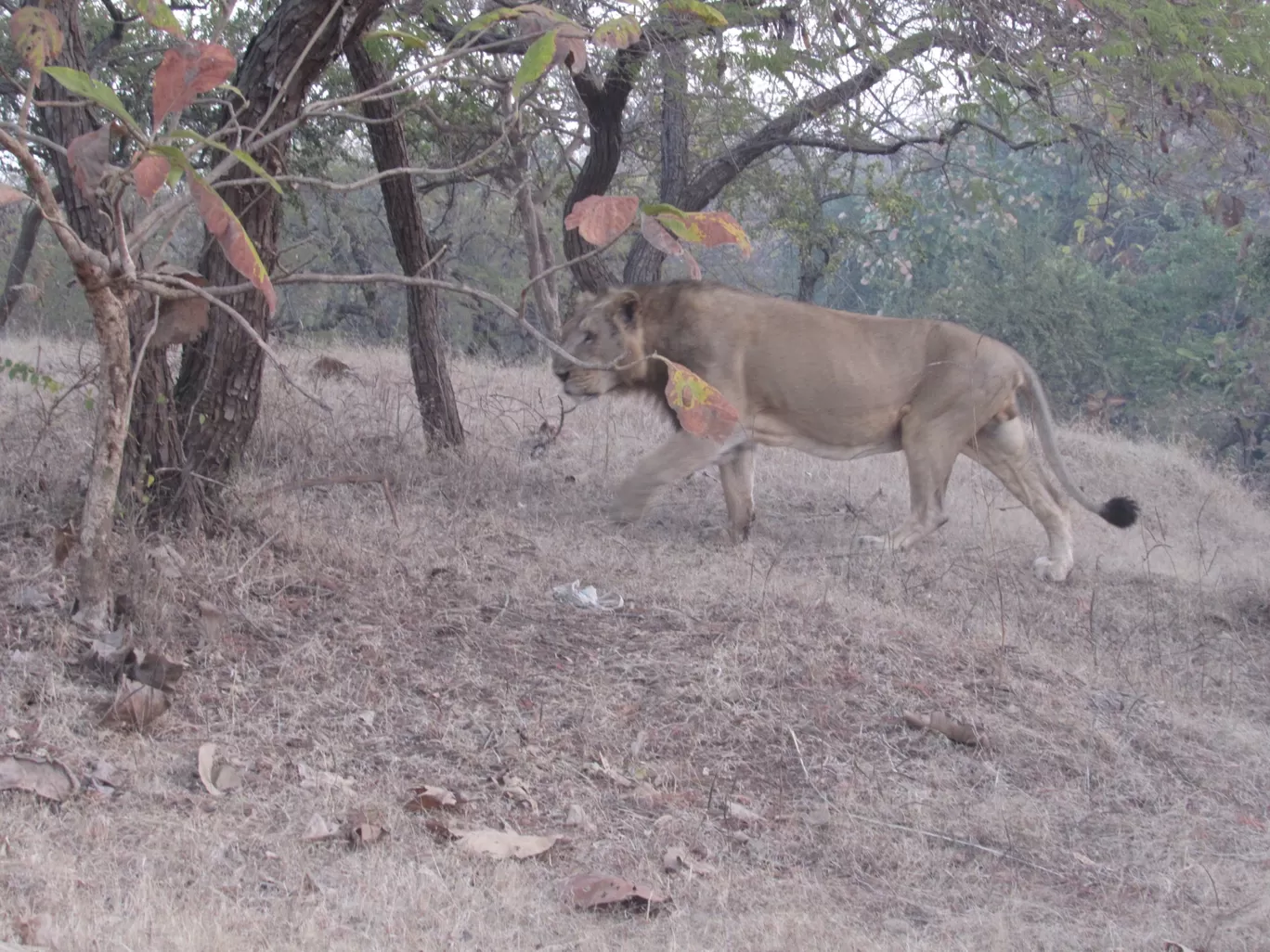 Photo of Gir National Park By Sumeet Jariya