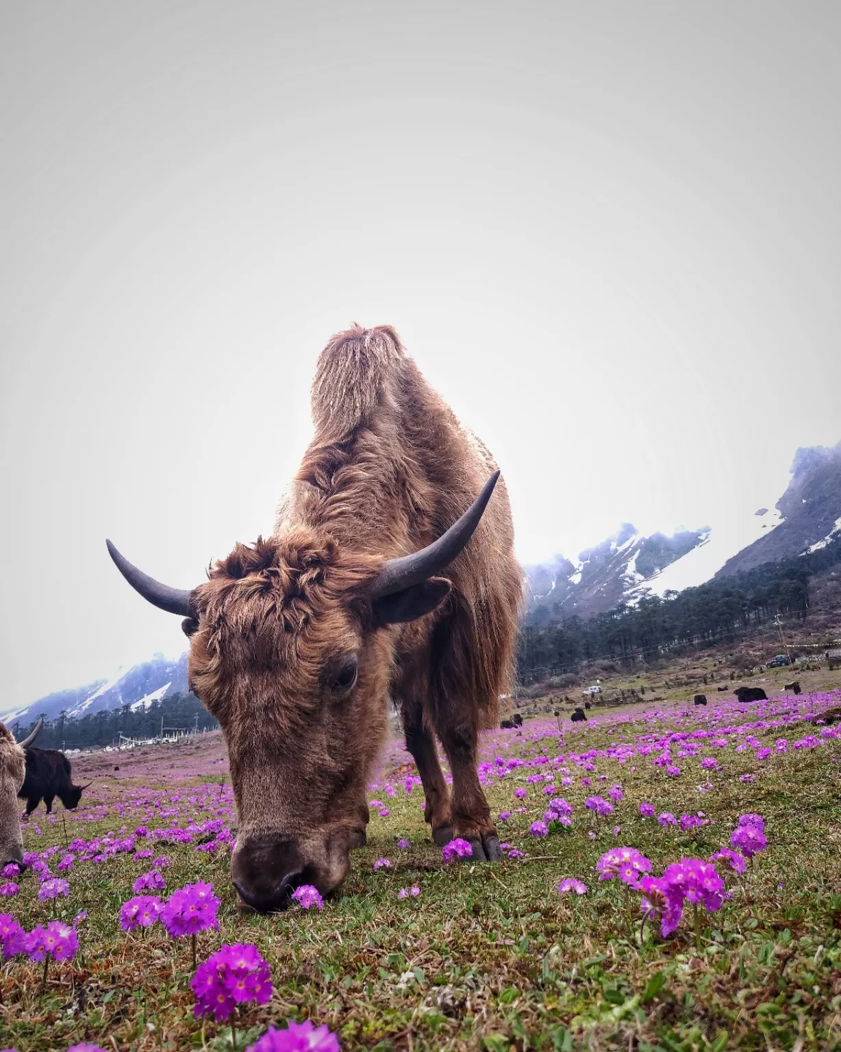 Photo of Sikkim By Puneet Agarwal