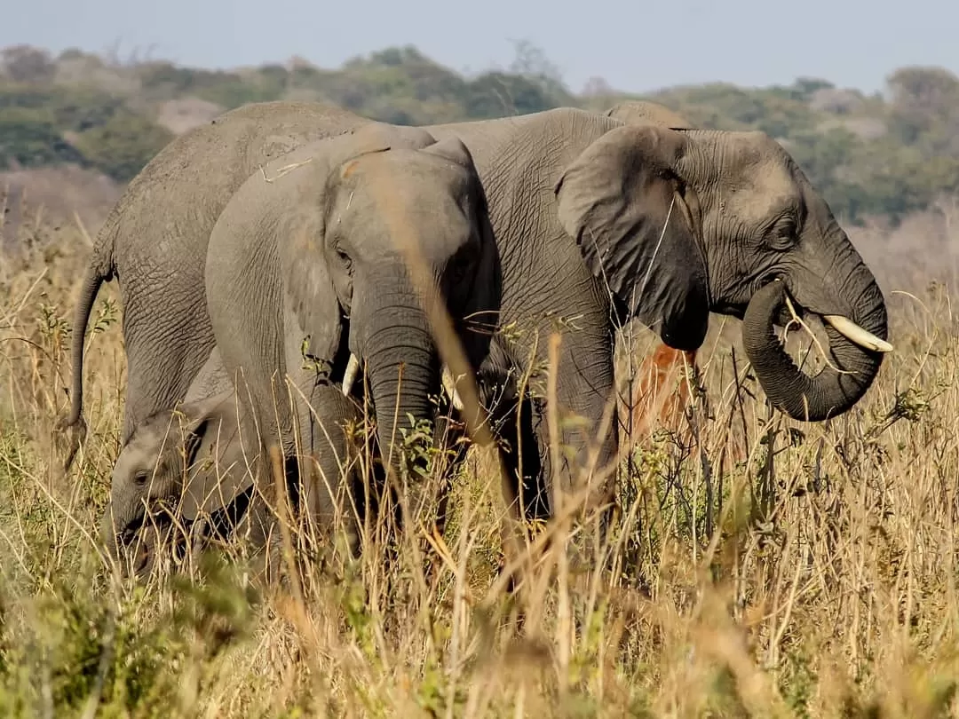 Photo of Botswana By therutulshah